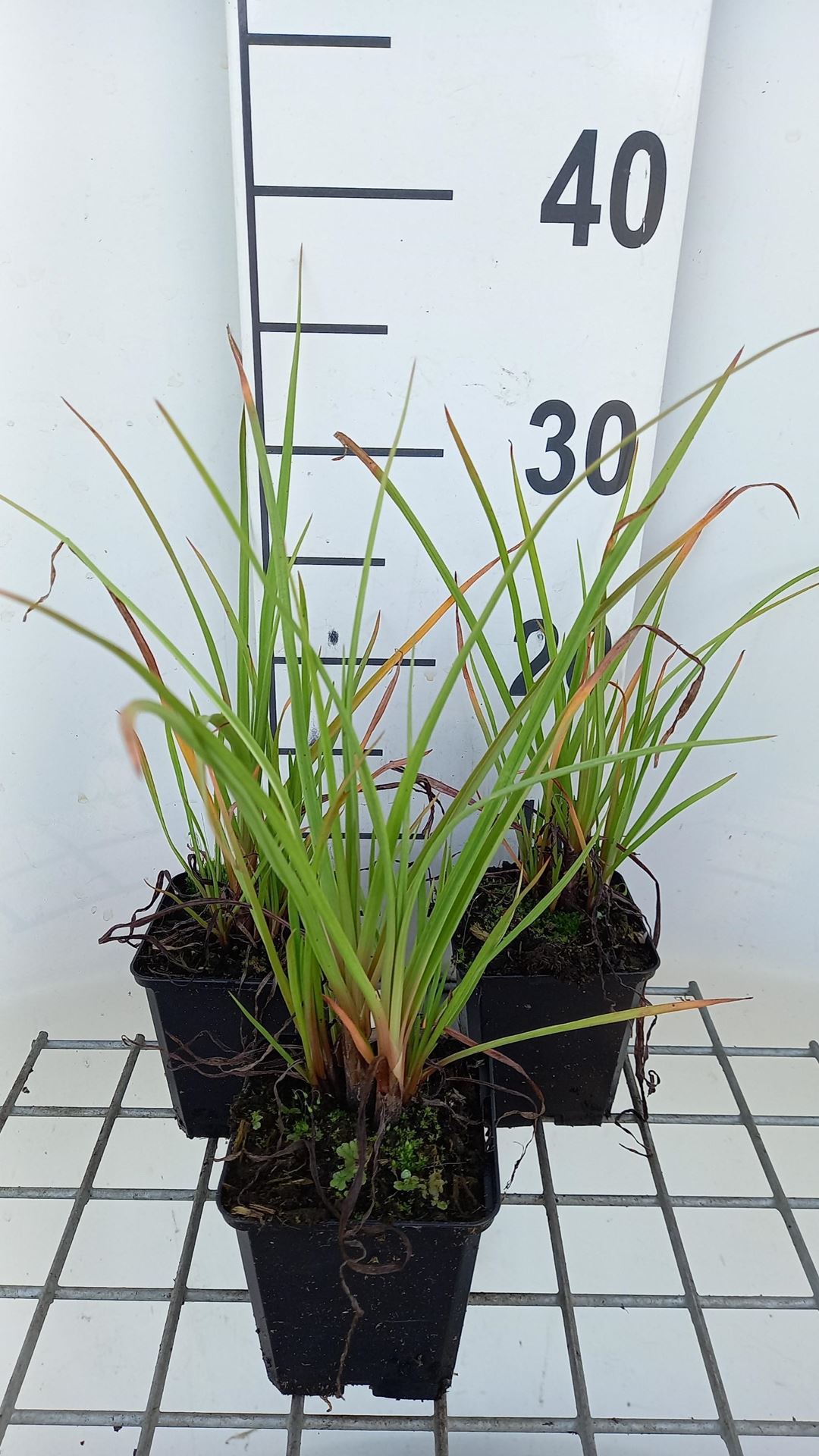 Kniphofia'Ice Queen'- pot 9x9 cm - Vuurpijl afbeelding