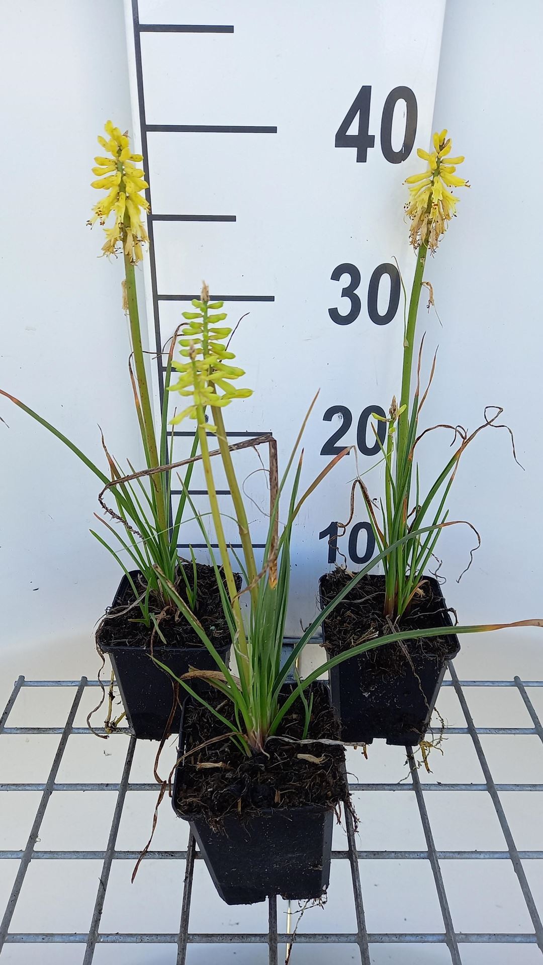 Kniphofia 'Lemon Popsicle' - pot 9x9 cm