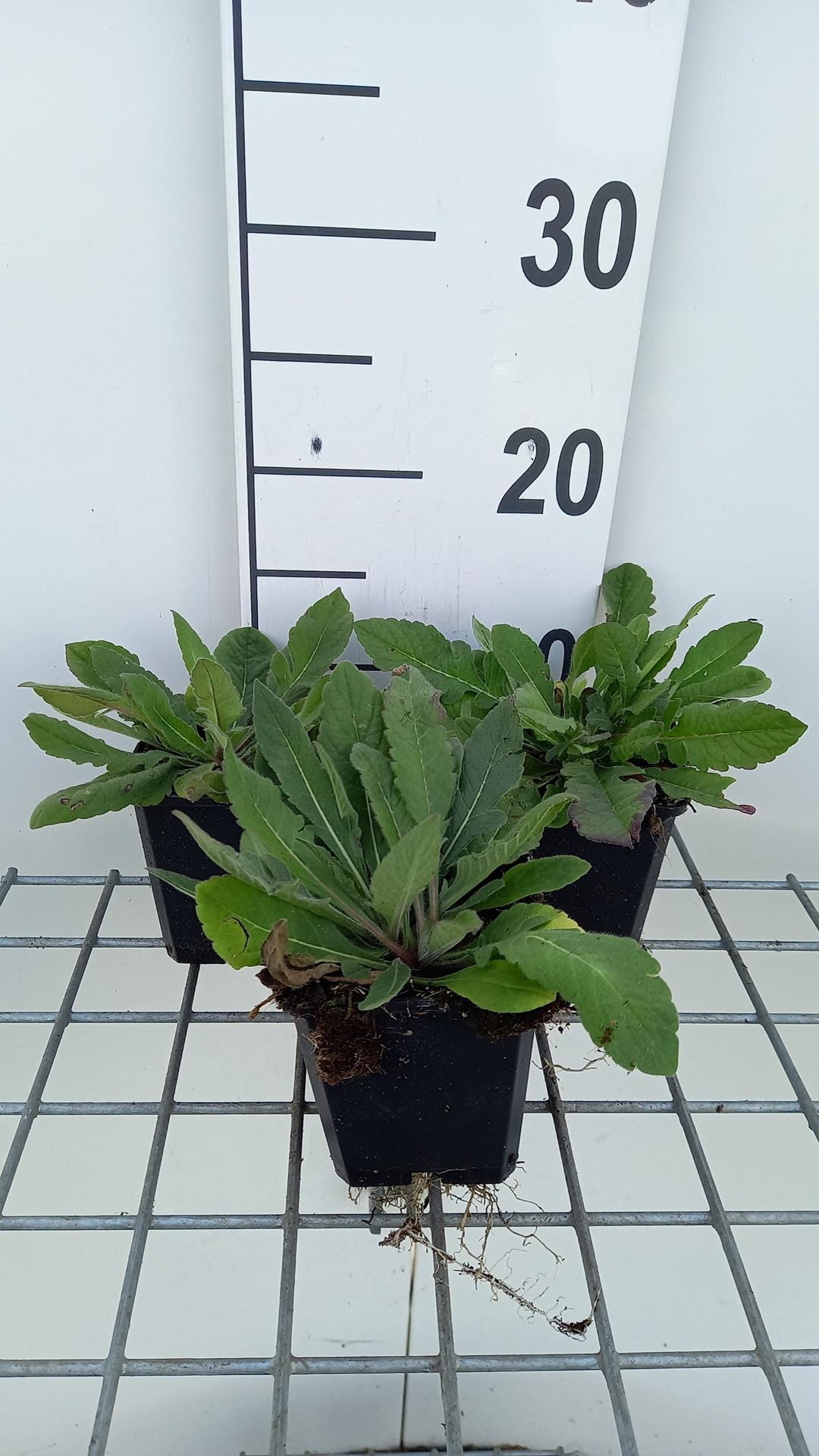 Knautia macedonica'Melton Pastels'- pot 9x9 cm - Weduwebloem afbeelding