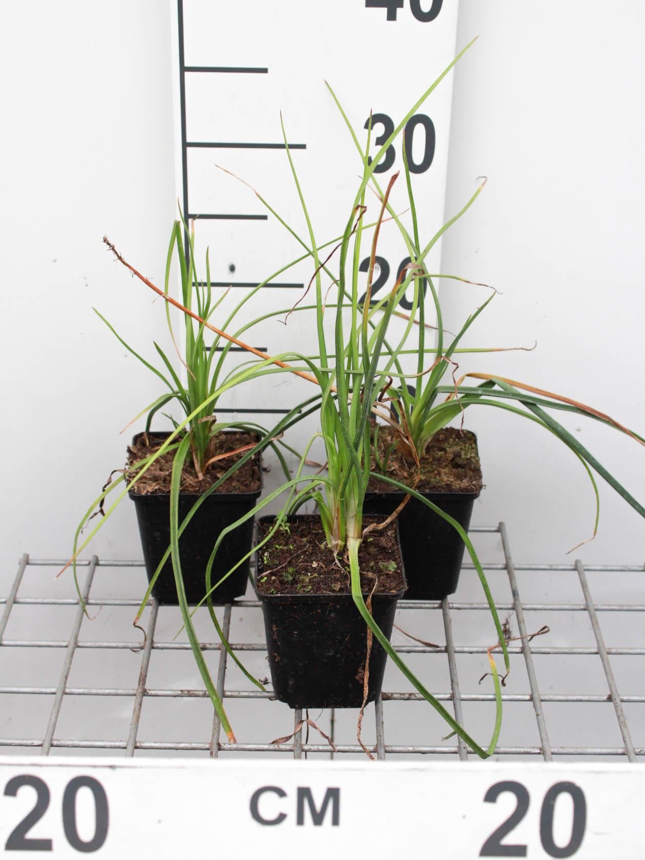 Kniphofia'Mango Popsicle'- pot 9x9 cm - Vuurpijl, fakkellelie afbeelding