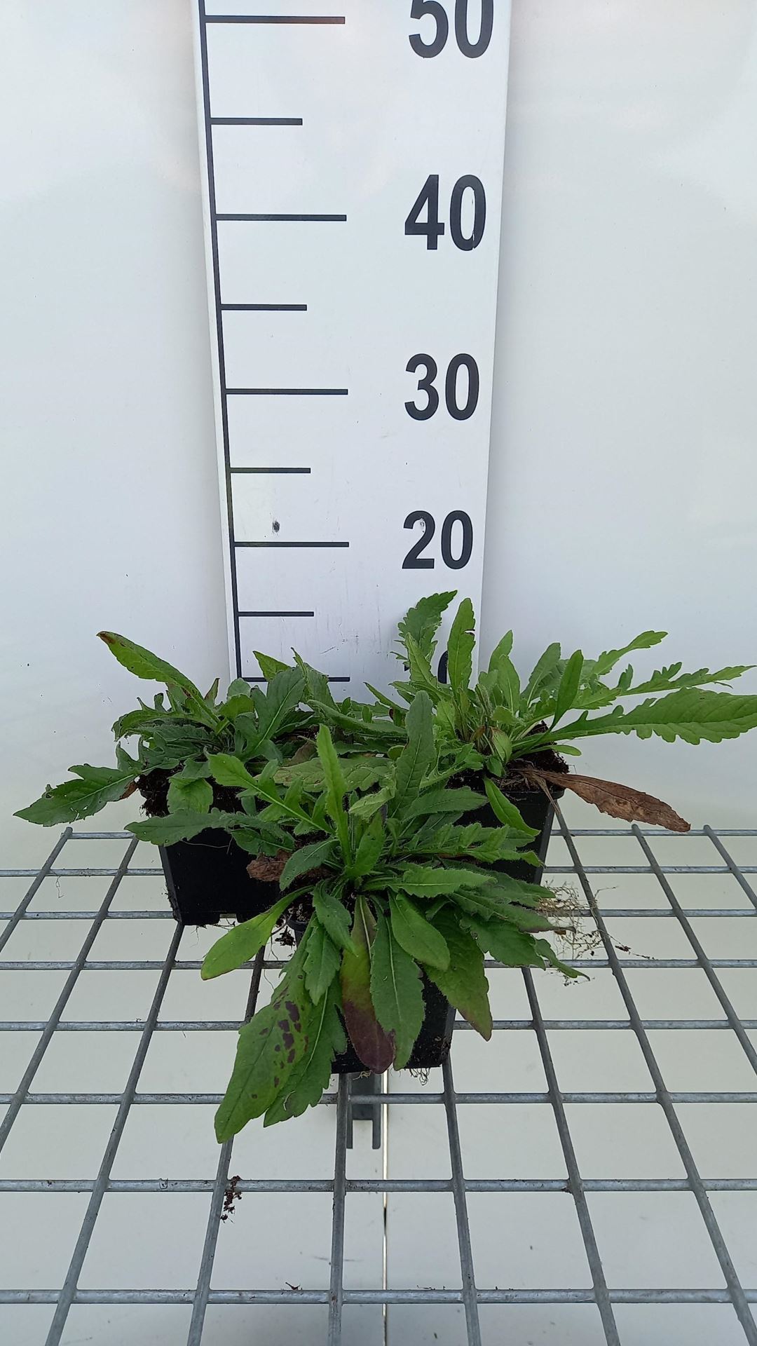 Knautia macedonica'Red Knight'- pot 9x9 cm afbeelding