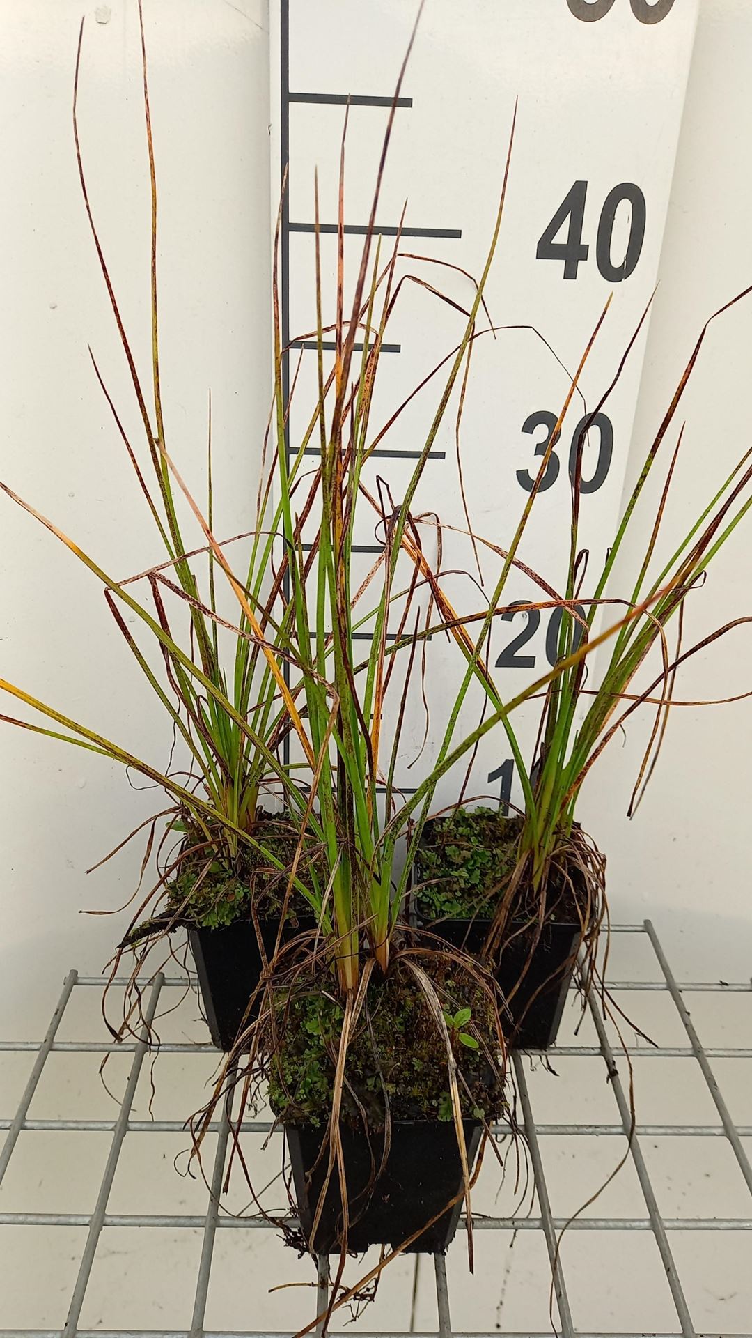Kniphofia 'Nancy Red' - pot 9x9 cm