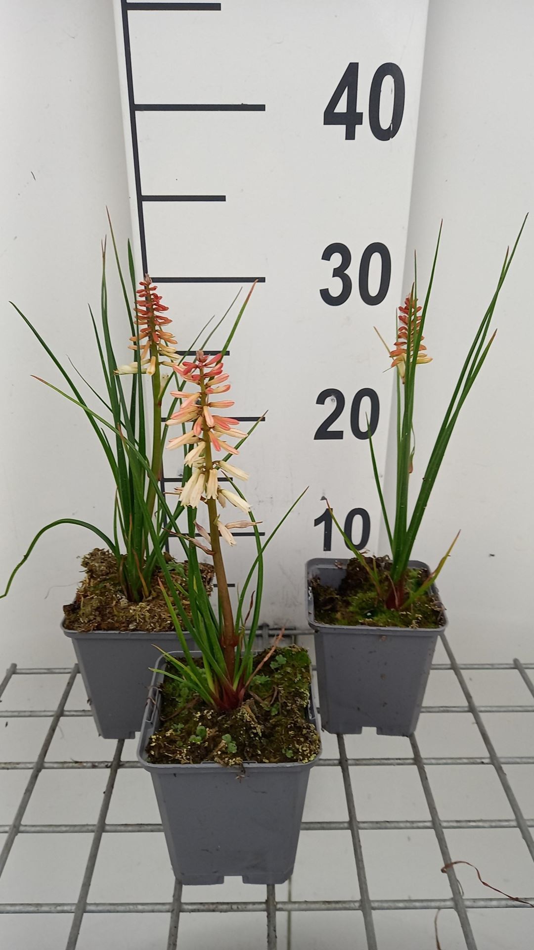 Kniphofia'Orange Vanilla Popsicle'- pot 9x9 cm - Grote anemoon afbeelding