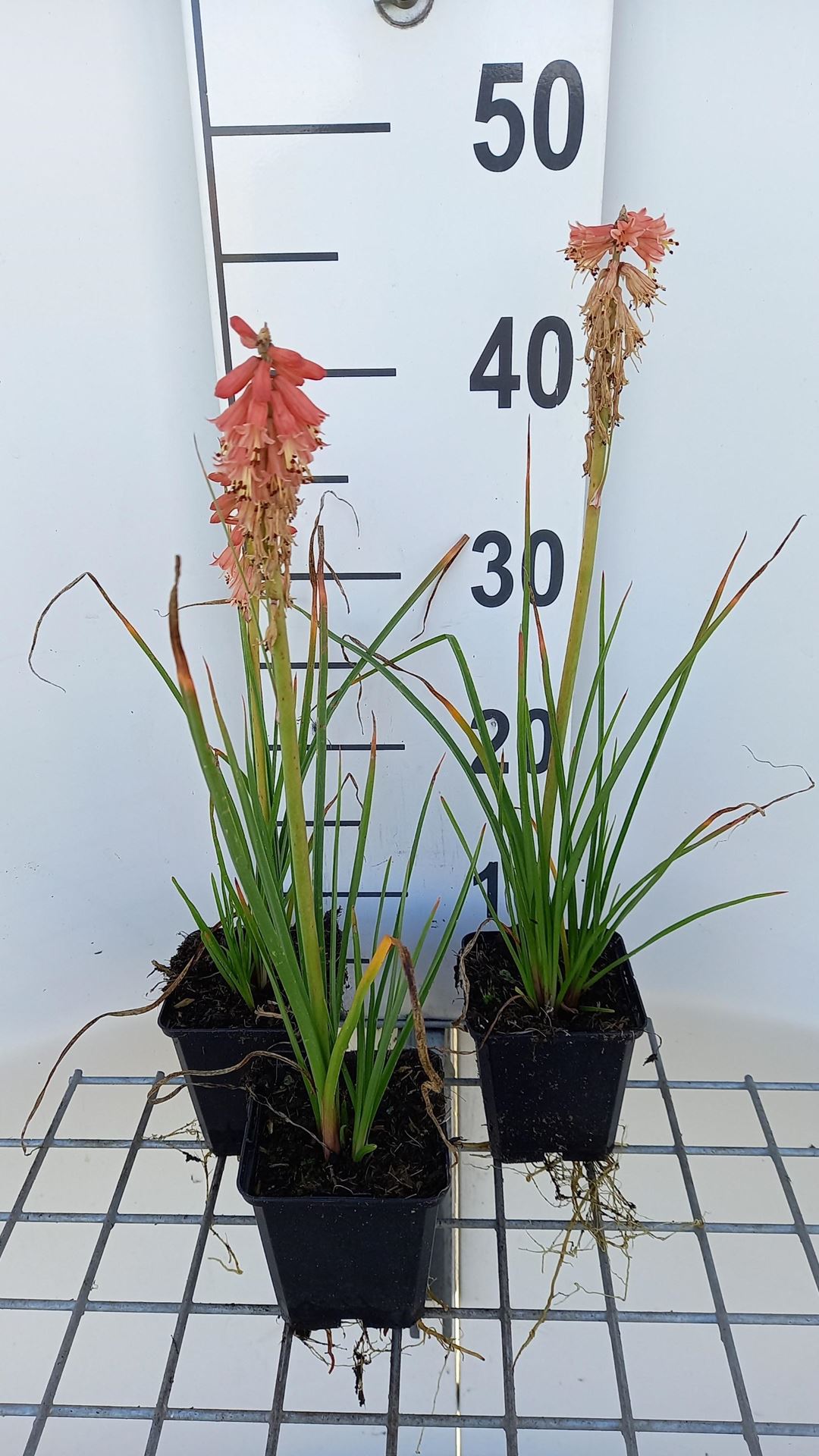 Kniphofia'Redhot Popsicle'- pot 9x9 cm - afbeelding