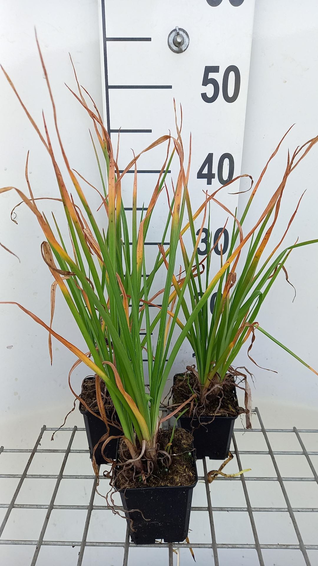 Kniphofia'Tawny King'- pot 9x9 cm afbeelding