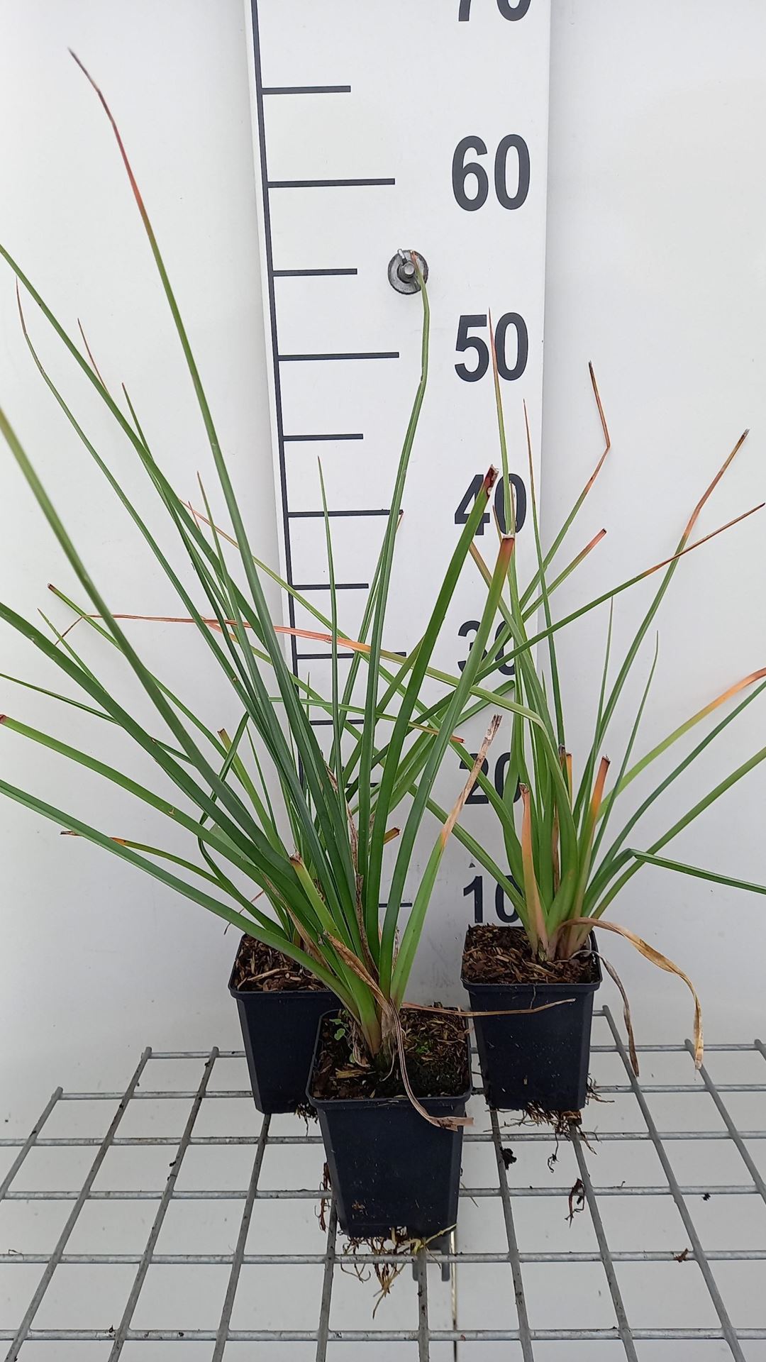 Kniphofia uvaria'Grandiflora'- pot 9x9 cm - Vuurpijl, fakkellelie afbeelding