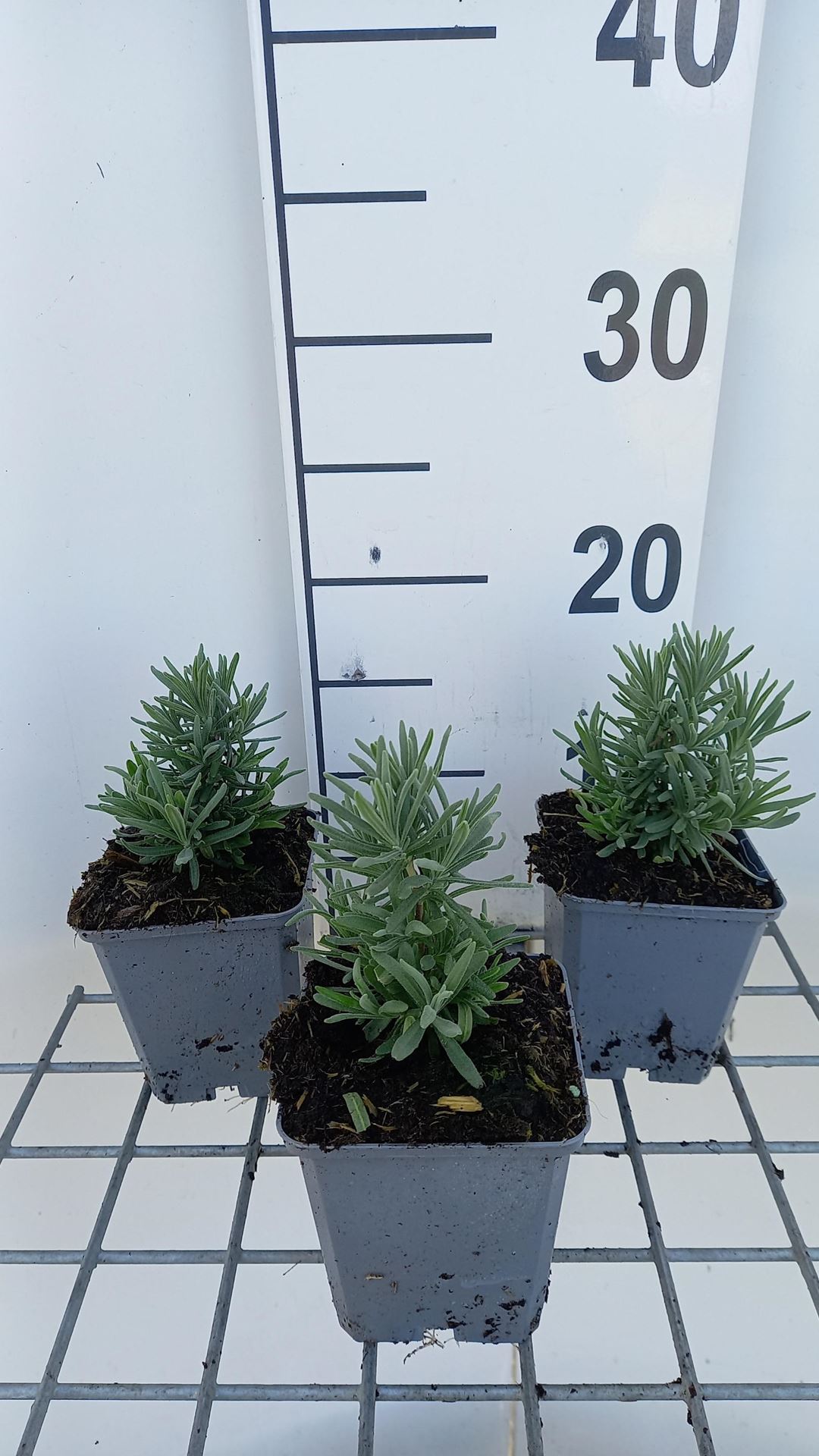Lavandula angustifolia'Alba'- pot 9x9 cm (Lavendel) - Lavendel afbeelding