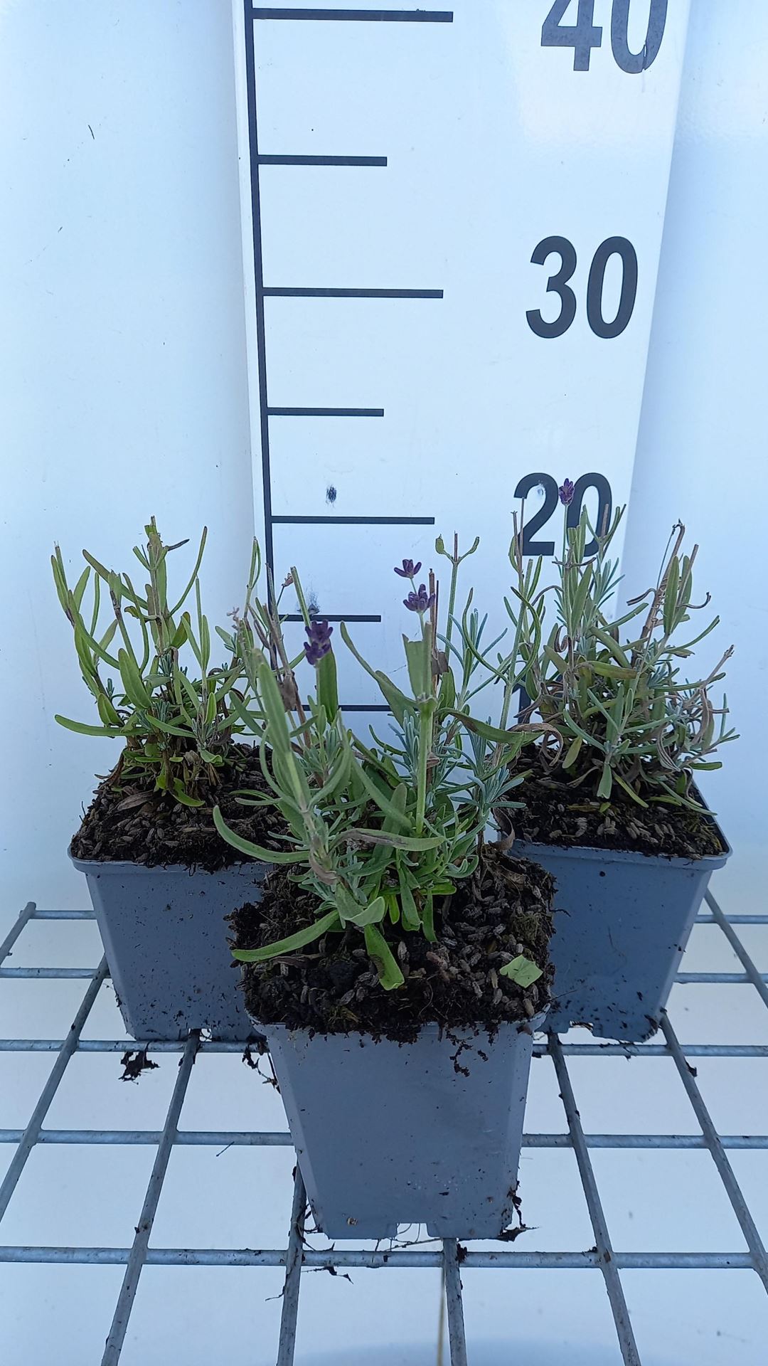 Lavandula angustifolia'Balavurlu'(SuperBlue) - pot 9x9 cm - afbeelding