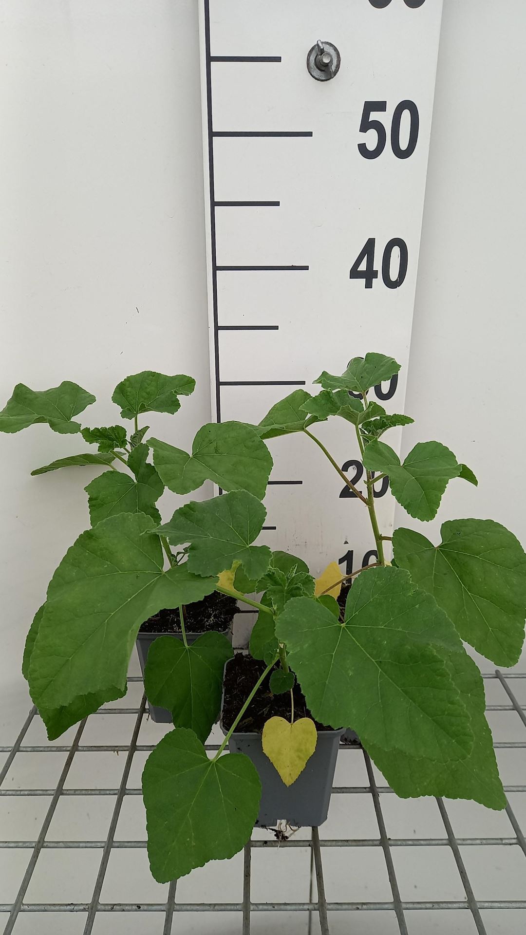 Lavatera'Blushing Bride'- pot 9x9 cm afbeelding