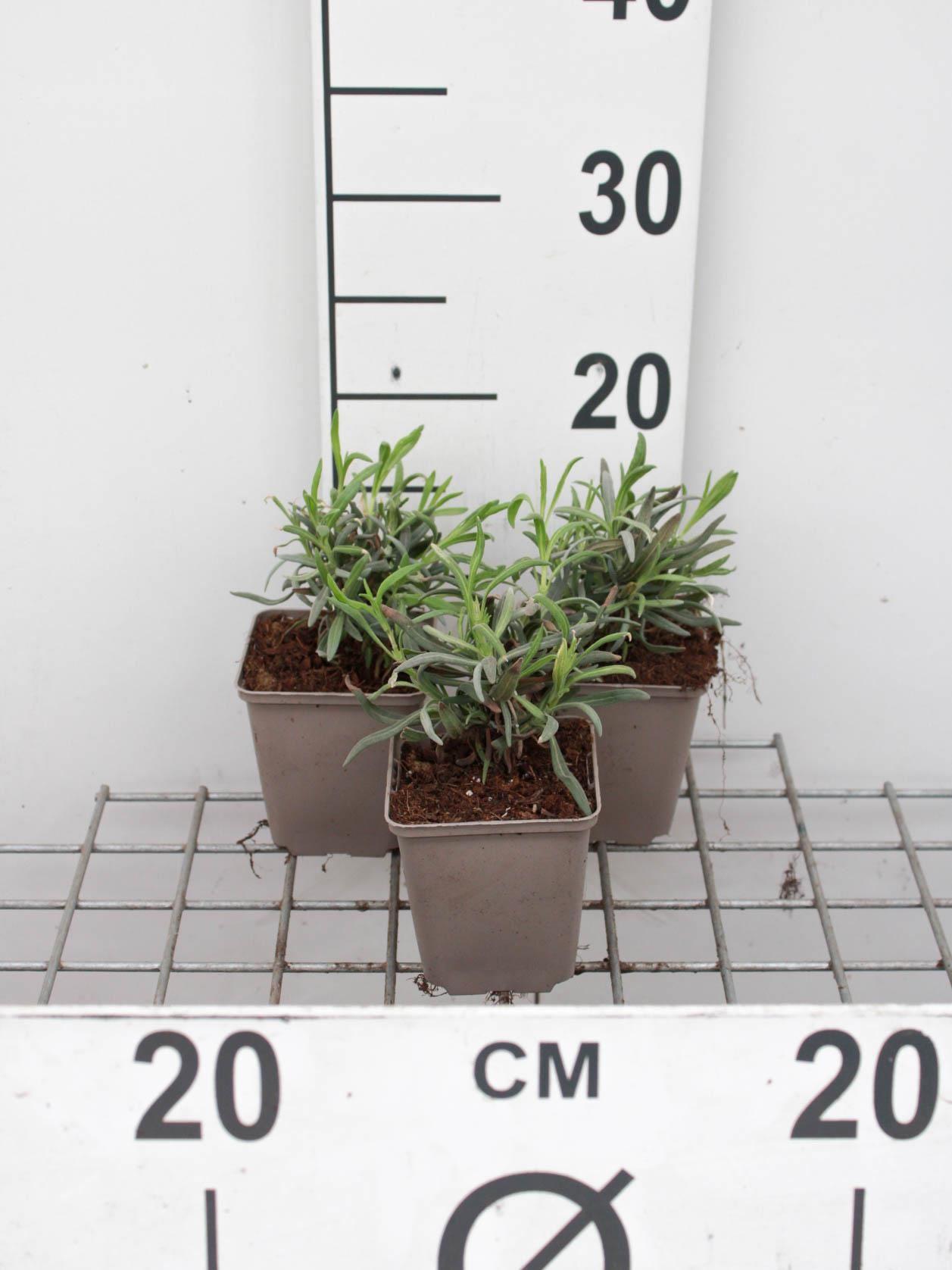 Lavandula x intermedia'Alba'- pot 9x9 cm - Witte lavendel afbeelding