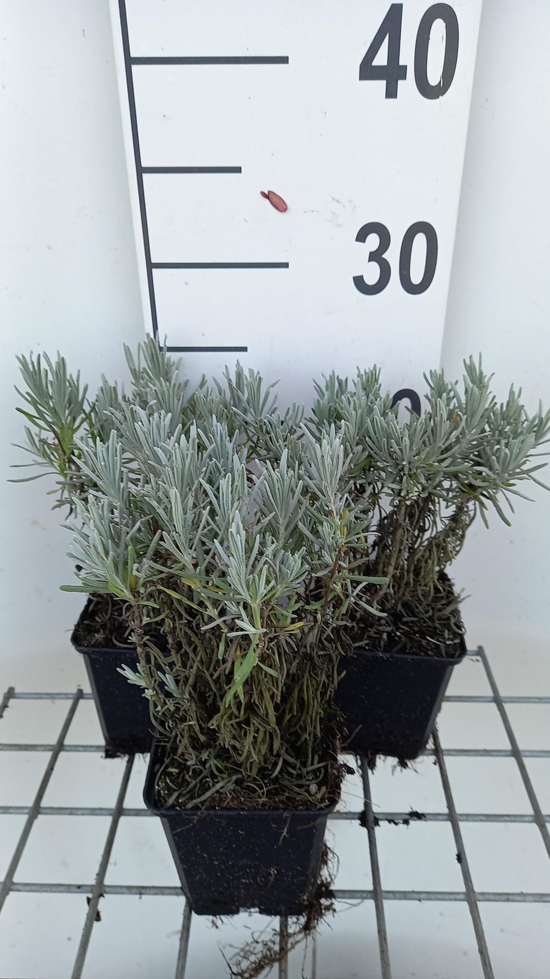Lavandula x intermedia'Grappenhall'- pot 9x9 cm (Lavendel) afbeelding