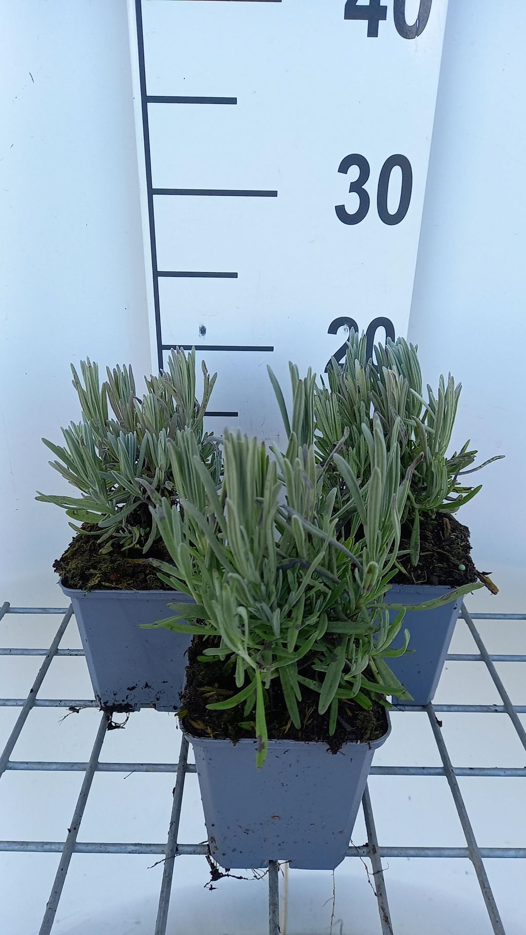 Lavandula x intermedia'Provence'- pot 9x9 cm - afbeelding