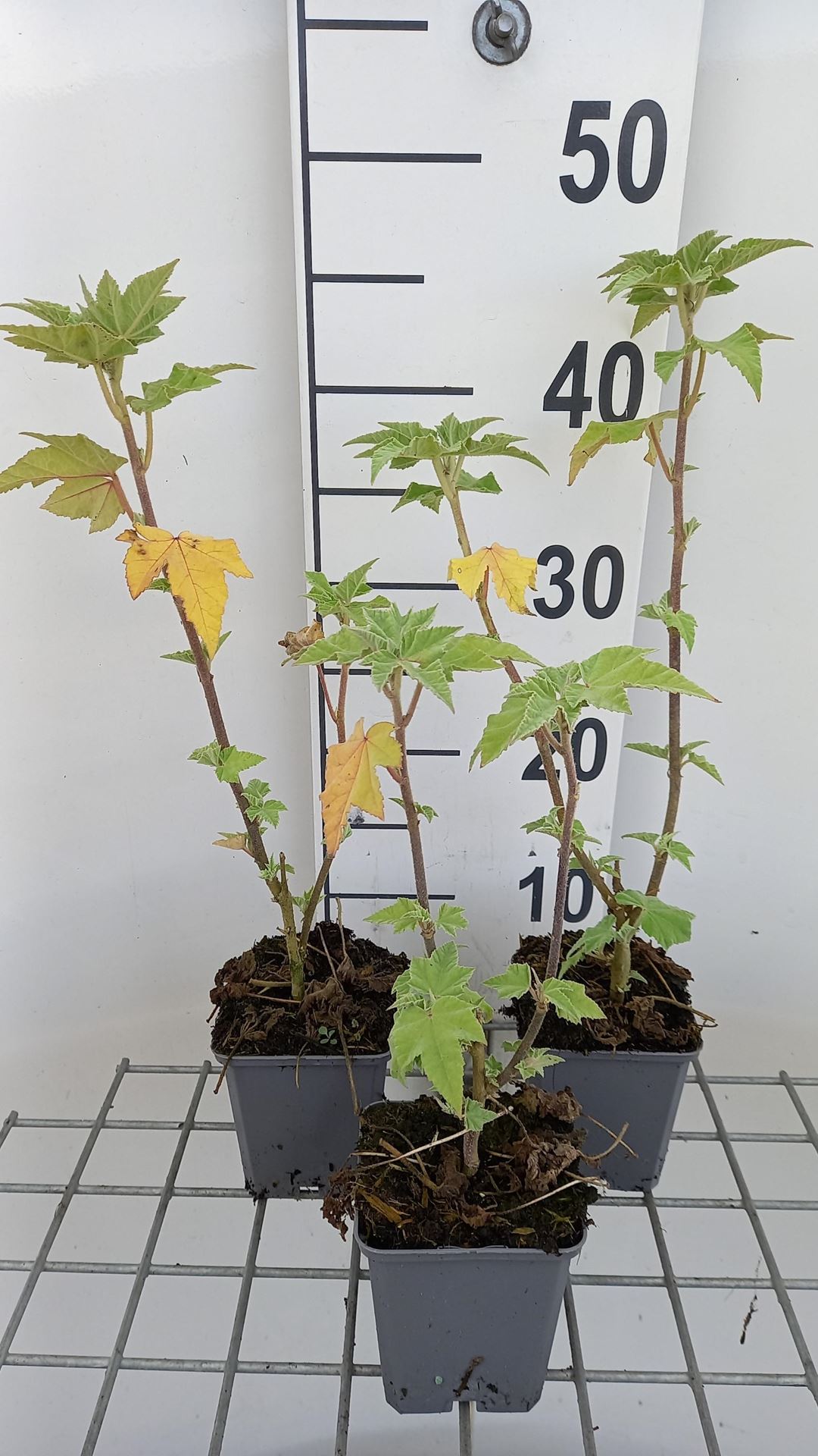 Lavatera'Lilac Lady'- pot 9x9 cm afbeelding