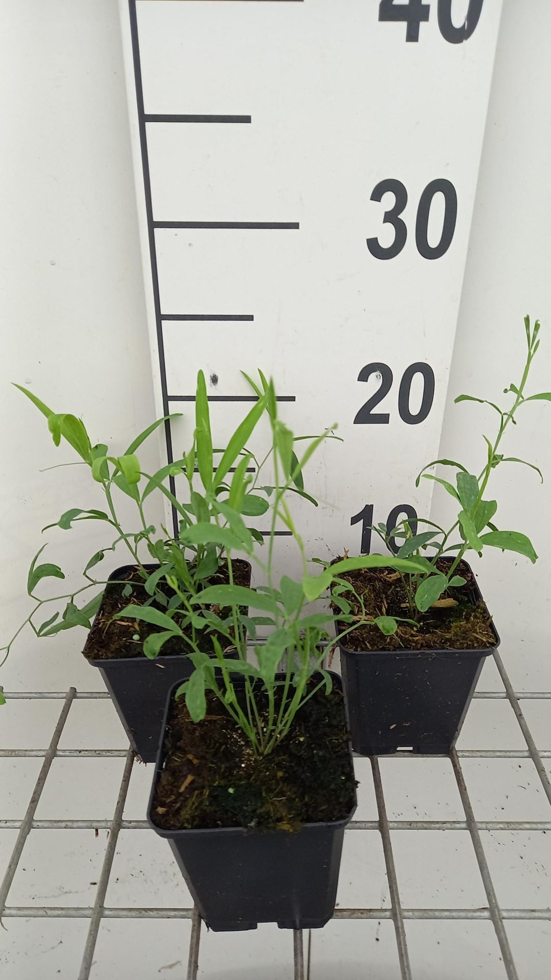 Lathyrus latifolius'Red Pearl'- pot 9x9 cm - Brede lathyrus afbeelding