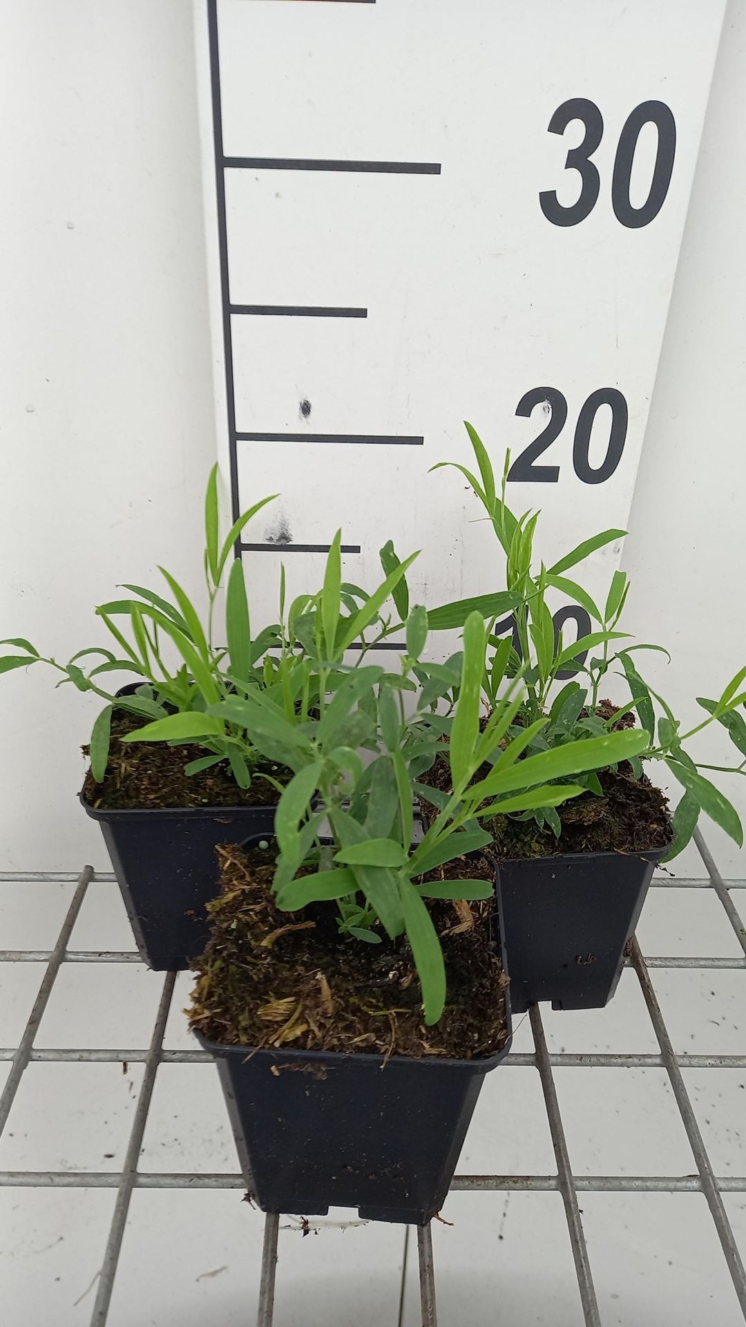 Lathyrus latifolius'White Pearl'- pot 9x9 cm - Siererwt afbeelding