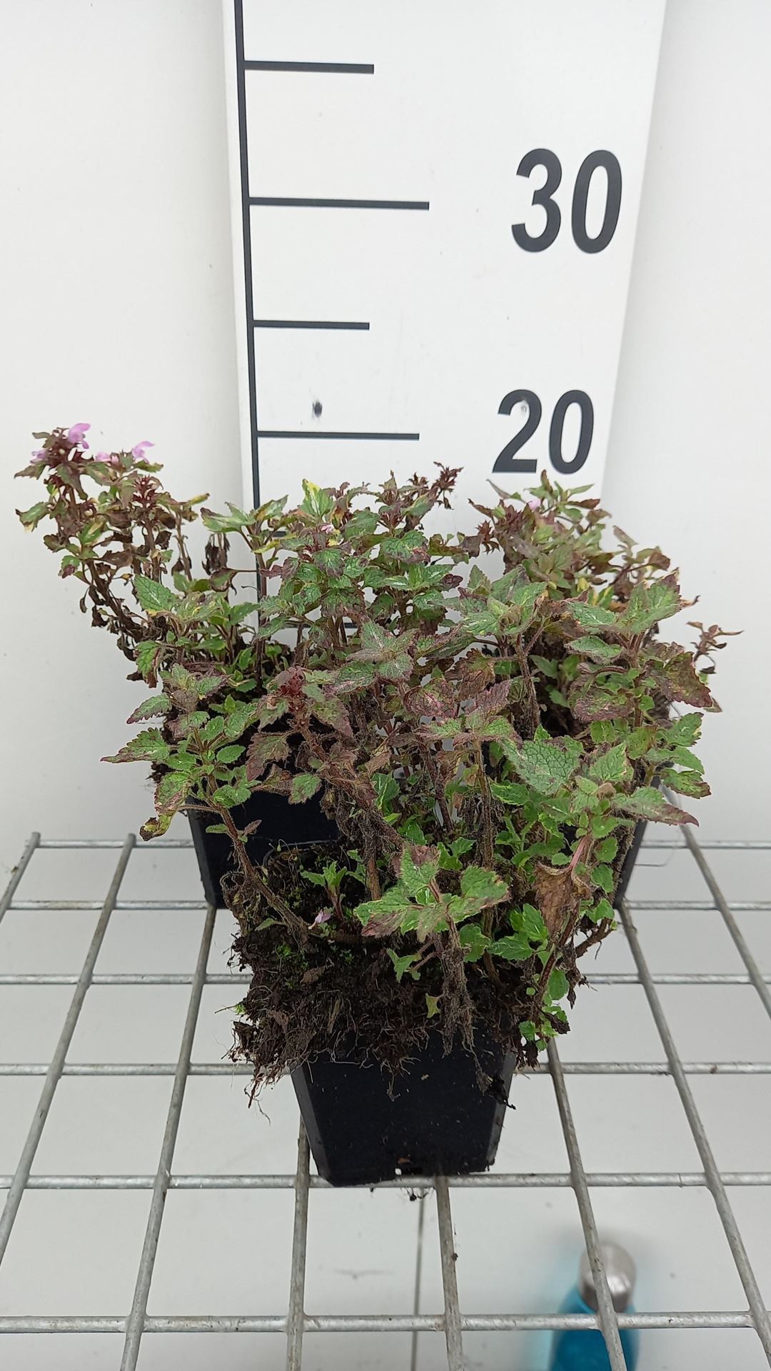 Lamium maculatum'Anne Greenaway'- pot 9x9 cm afbeelding