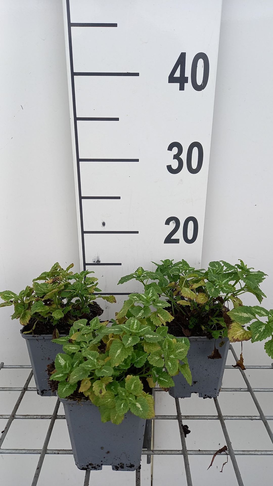 Lamium maculatum'Album'- pot 9x9 cm afbeelding