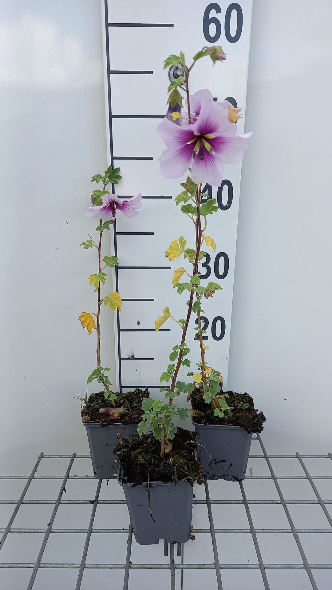 Lavatera maritima - pot 9x9 cm