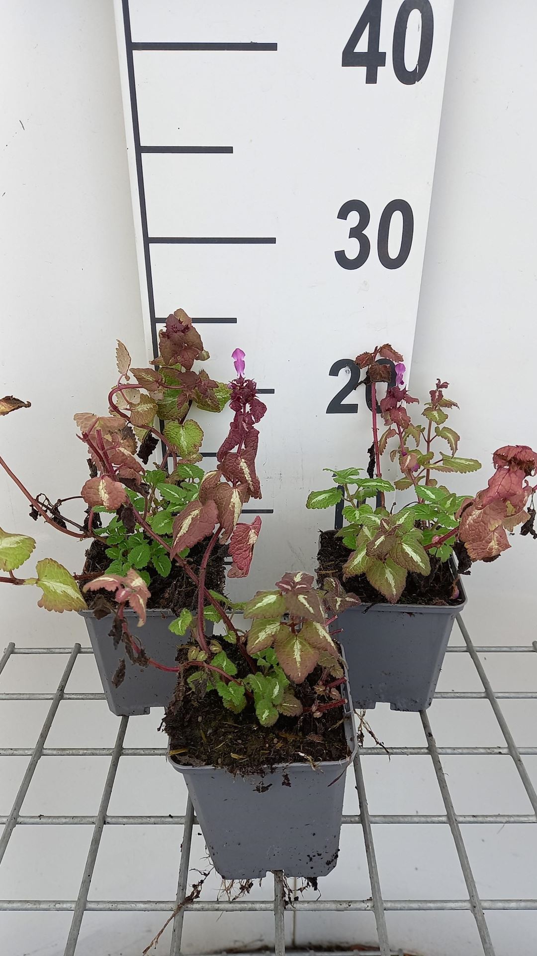 Lamium maculatum'Chequers'- pot 9x9 cm afbeelding