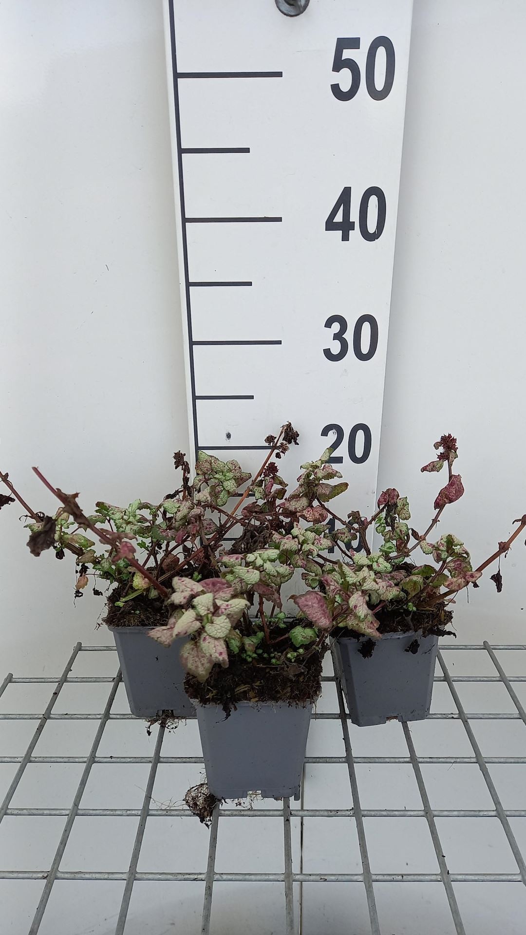 Lamium maculatum'Red Nancy'- pot 9x9 cm afbeelding