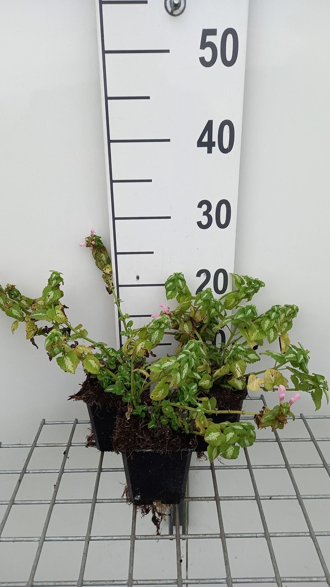 Lamium maculatum'Shell Pink'- pot 9x9 cm afbeelding