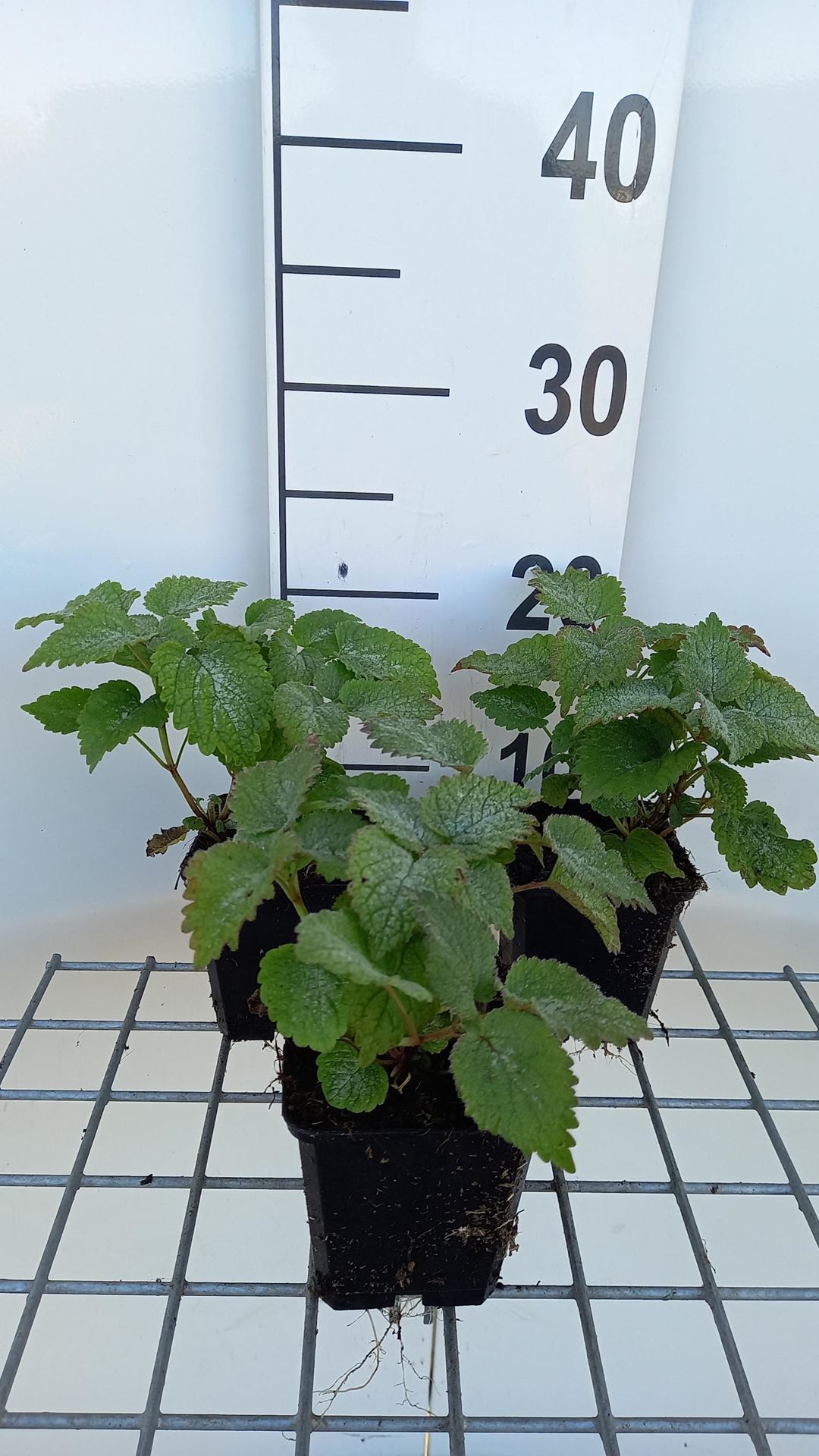 Lamium orvala - pot 9x9 cm afbeelding