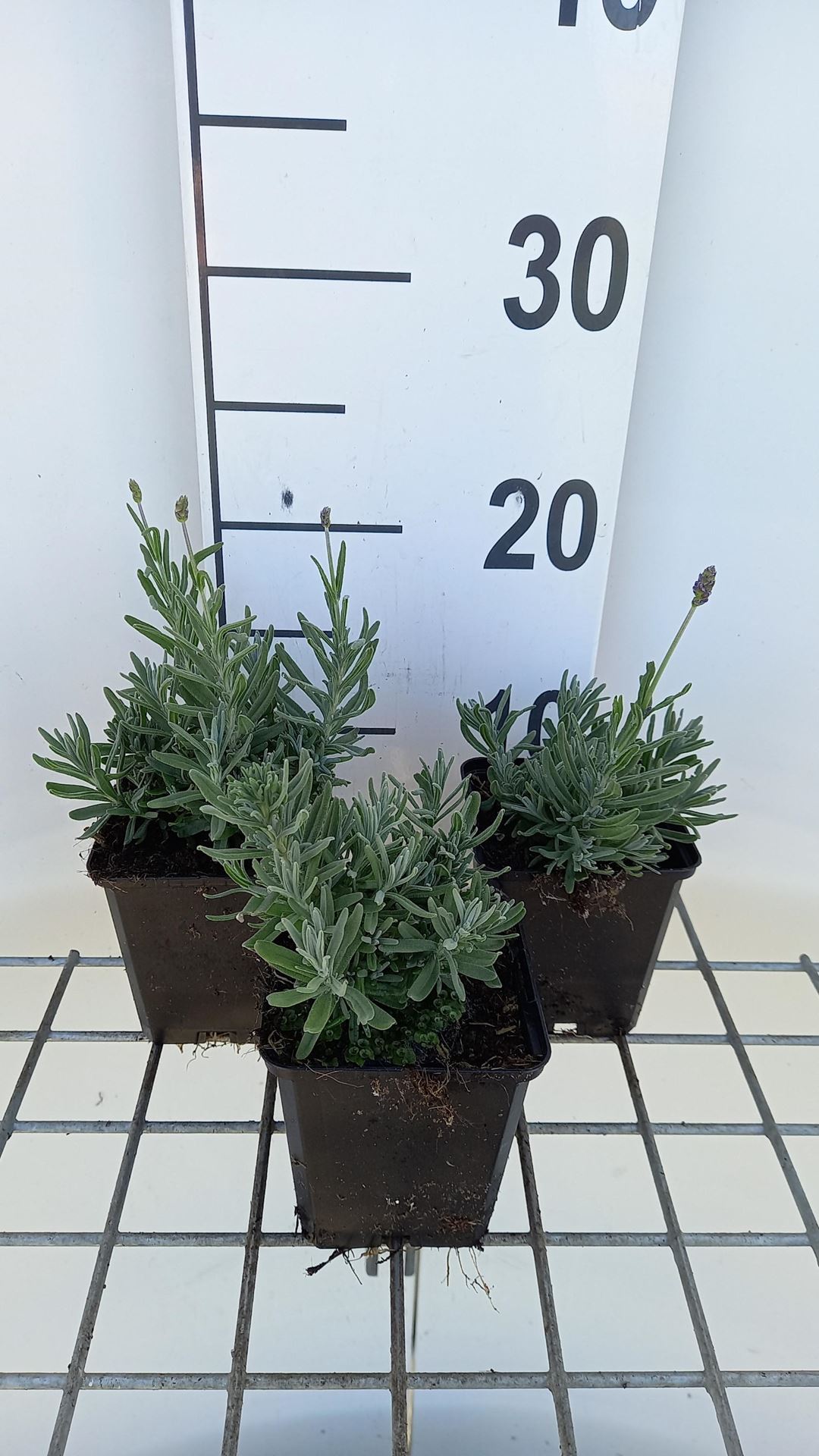 Lavandula angustifolia'Essence Purple'- pot 9x9 cm - afbeelding
