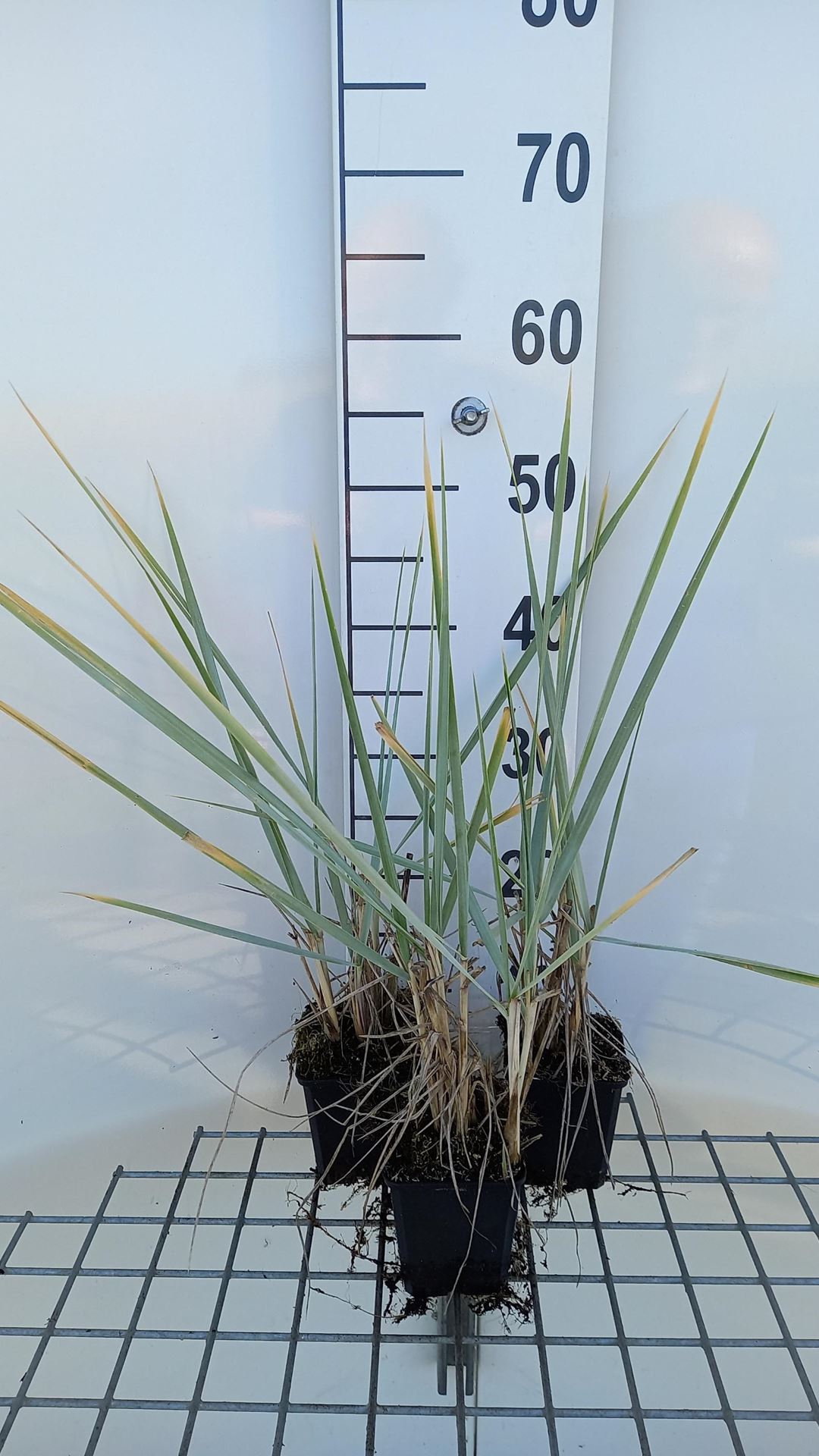 Leymus arenarius'Blue Dune'- pot 9x9 cm afbeelding