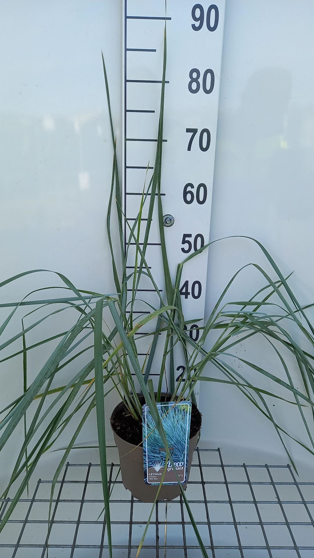 Leymus arenarius'Blue Dune'- pot 3L afbeelding