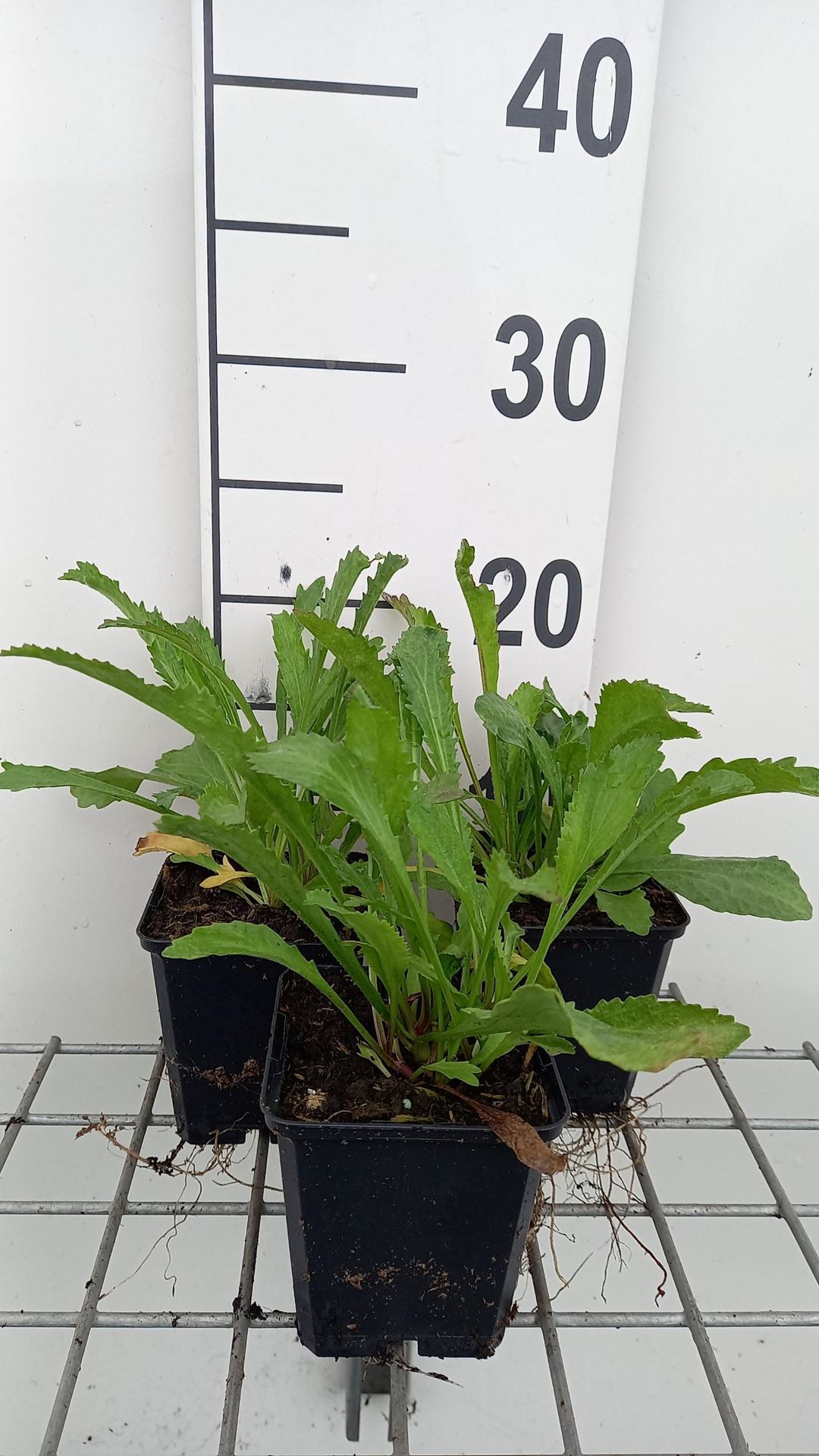 Leucanthemum'Alaska'- pot 9x9 cm - afbeelding