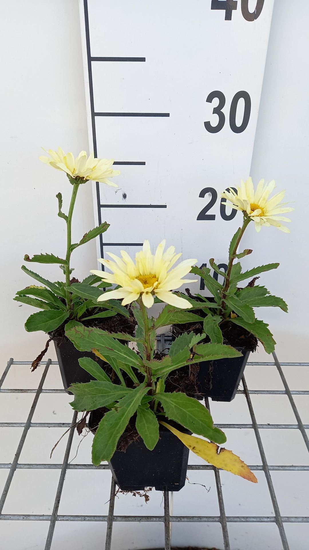 Leucanthemum'Banana Cream'- pot 9x9 cm - Grootbloemige margriet afbeelding
