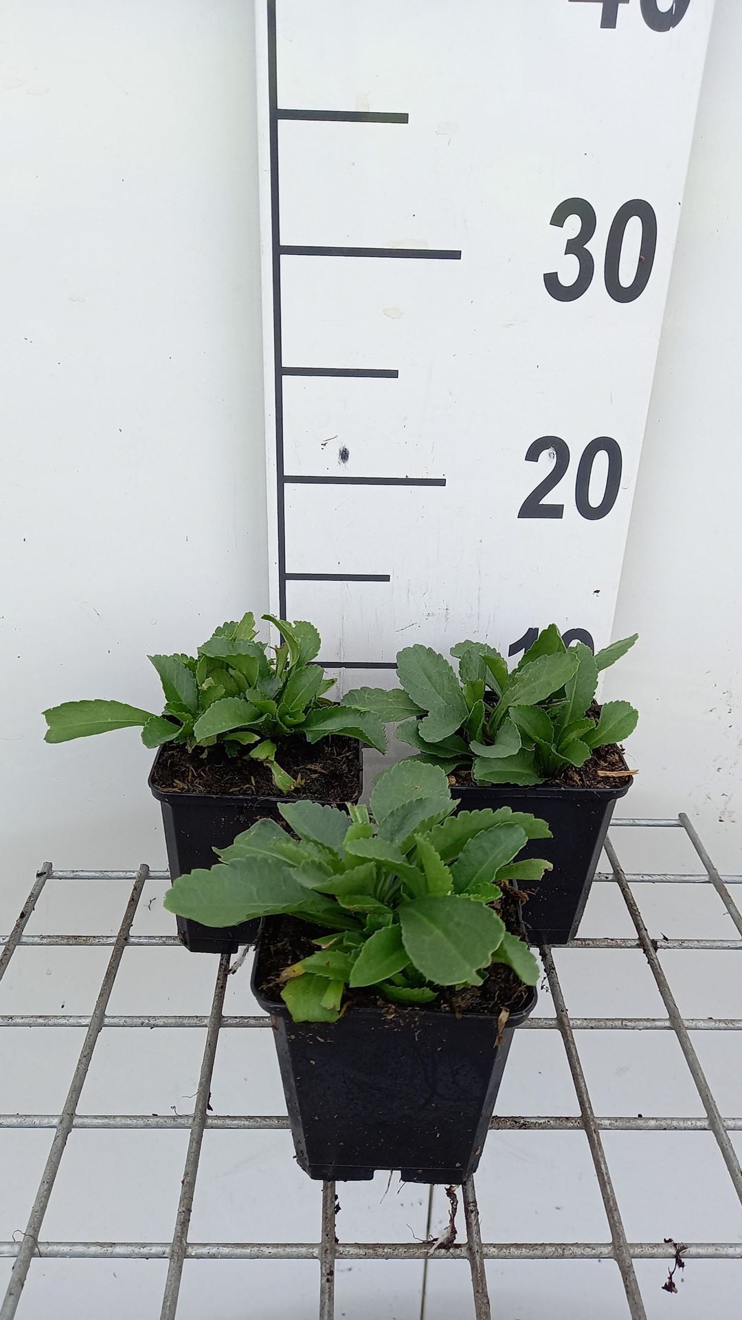 Leucanthemum'Becky'- pot 9x9 cm afbeelding