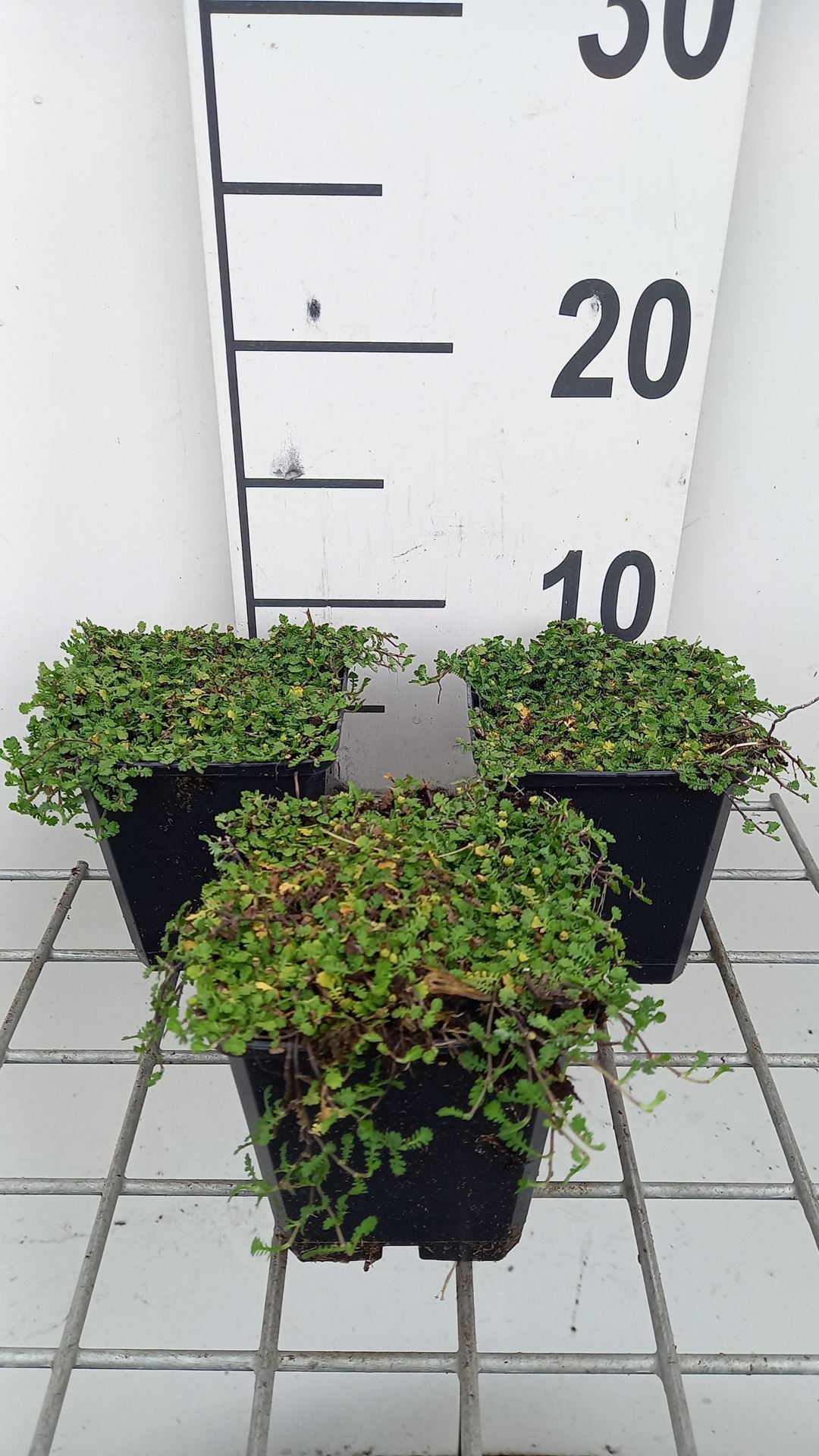 Leptinella dioica'Minima'- pot 9x9 cm afbeelding