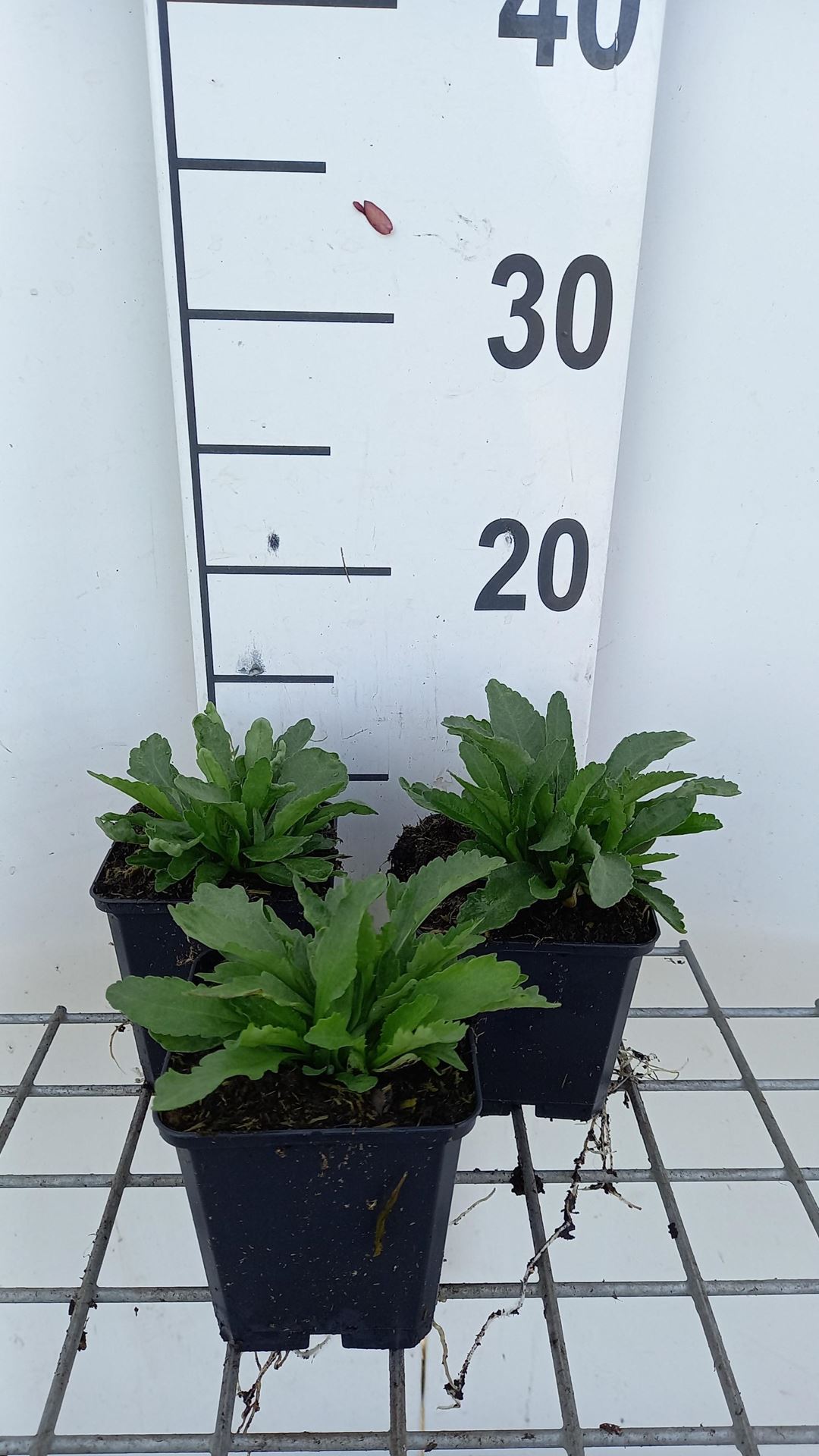 Leucanthemum'Snow Lady'- pot 9x9 cm - Margriet afbeelding