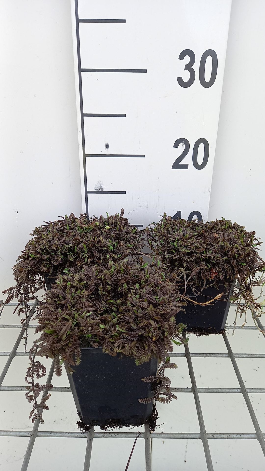 Leptinella squalida'Platt's Black'- pot 9x9 cm - Speldenkussenplant afbeelding