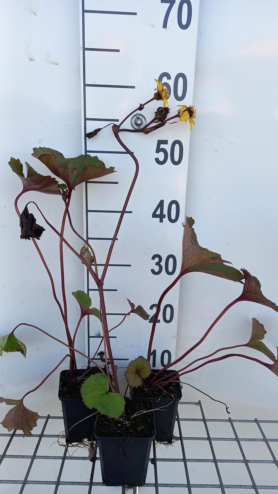 Ligularia dentata'Desdemona'- pot 9x9 cm afbeelding
