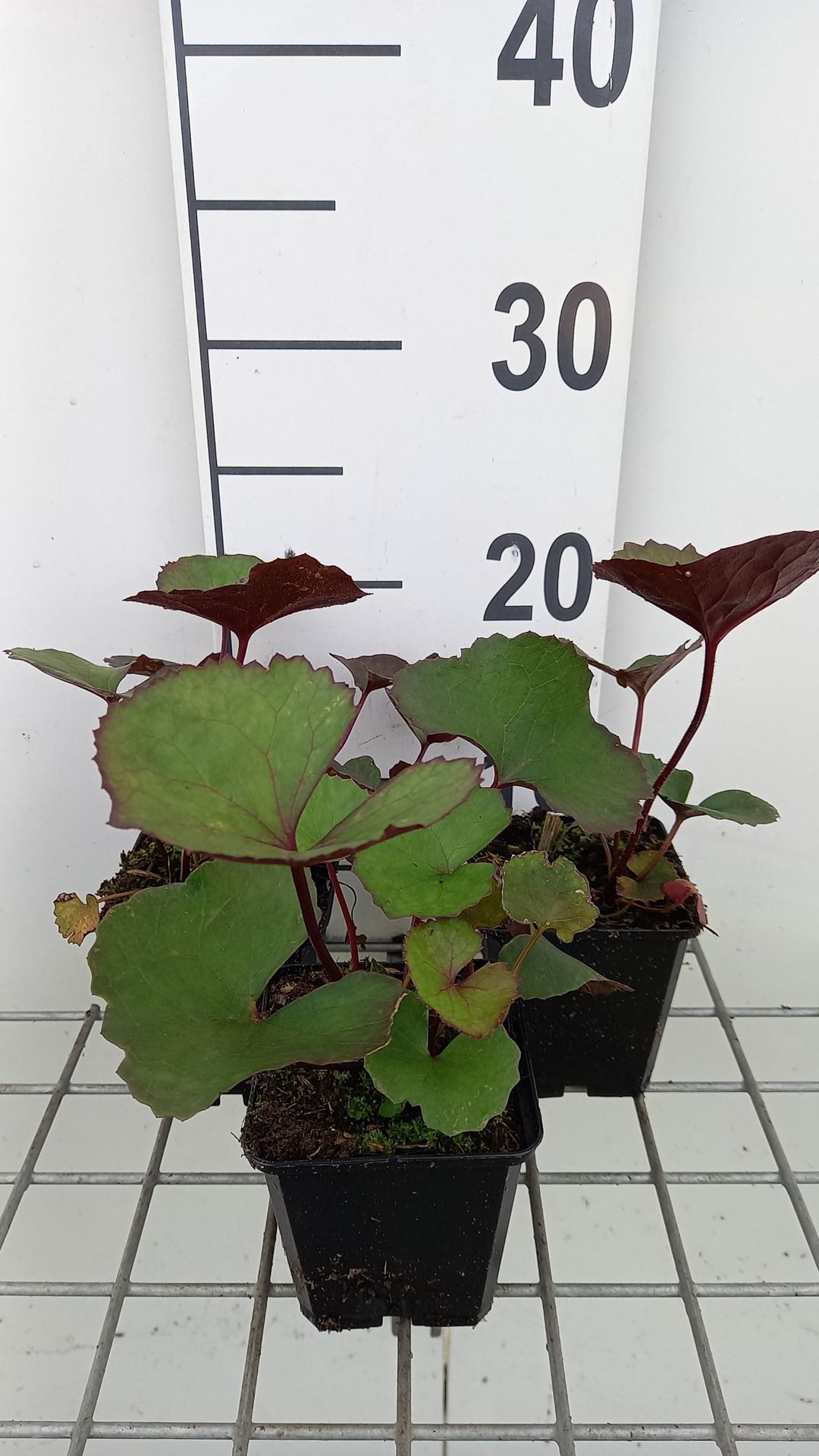Ligularia dentata'Midnight Lady'- pot 9x9 cm afbeelding