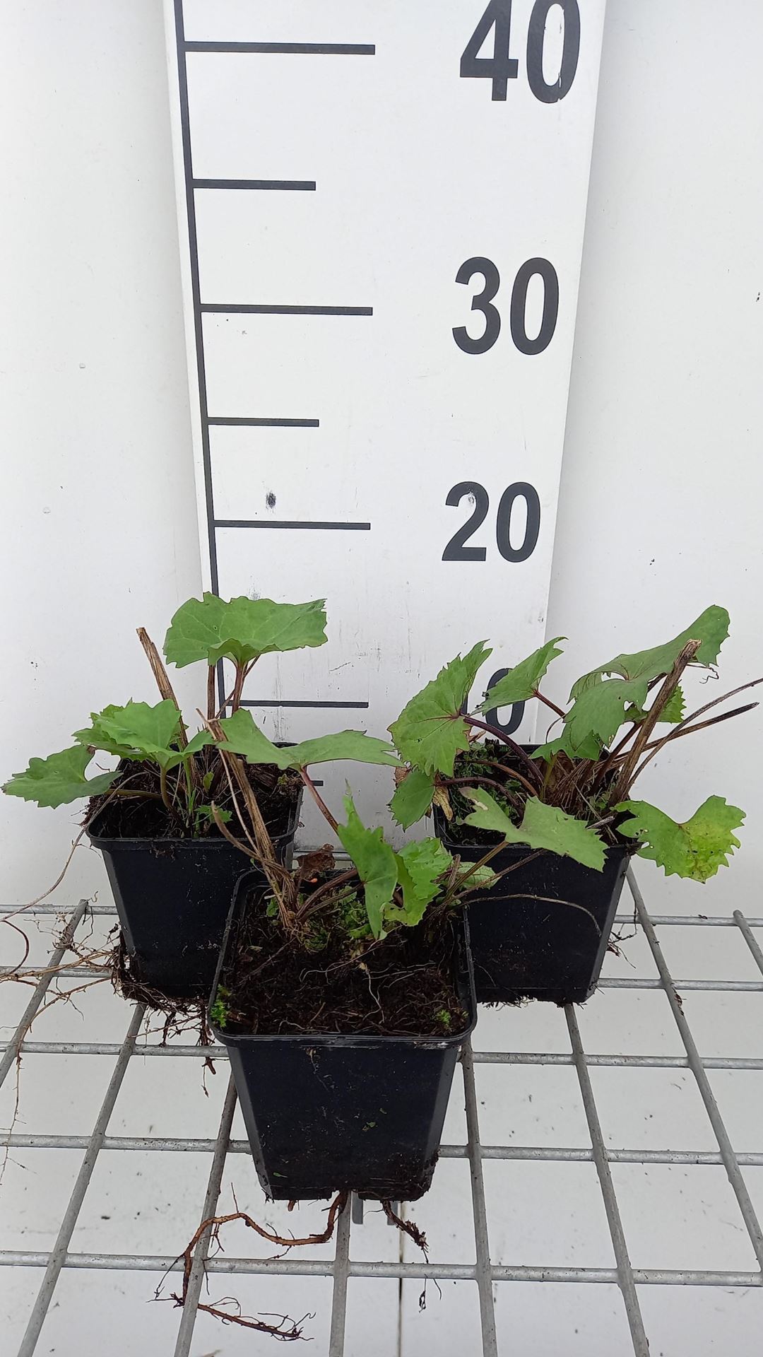 Ligularia 'Little Rocket' - pot 9x9 cm