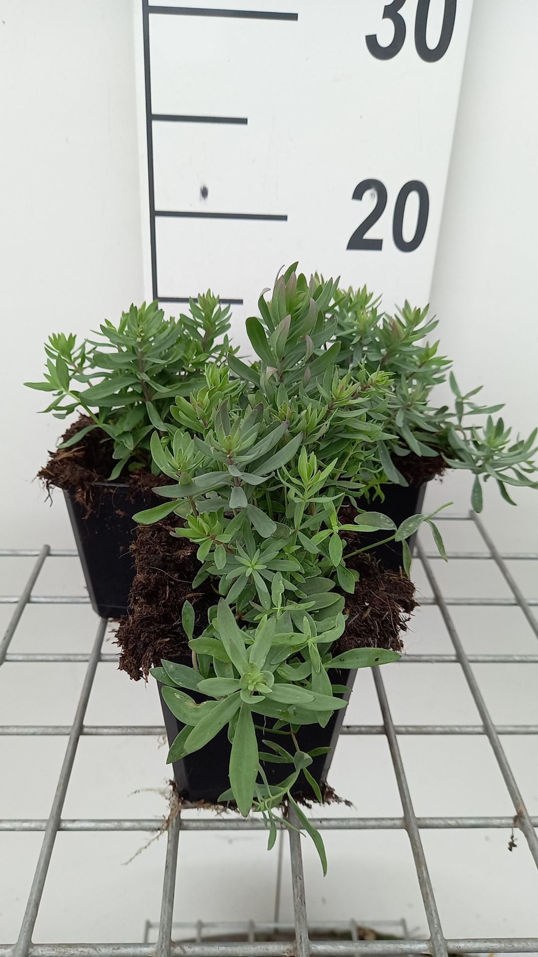 Linaria purpurea'Canon J. Went'- pot 9x9 cm - Vlasleeuwebek afbeelding