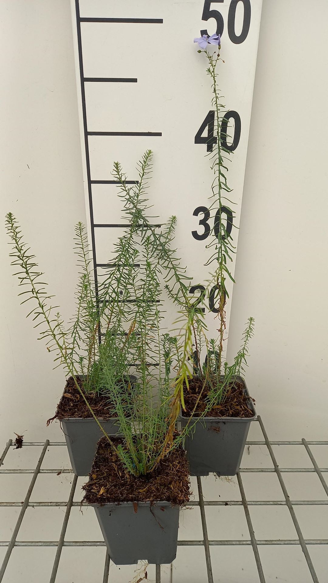 Linum perenne - pot 9x9 cm afbeelding
