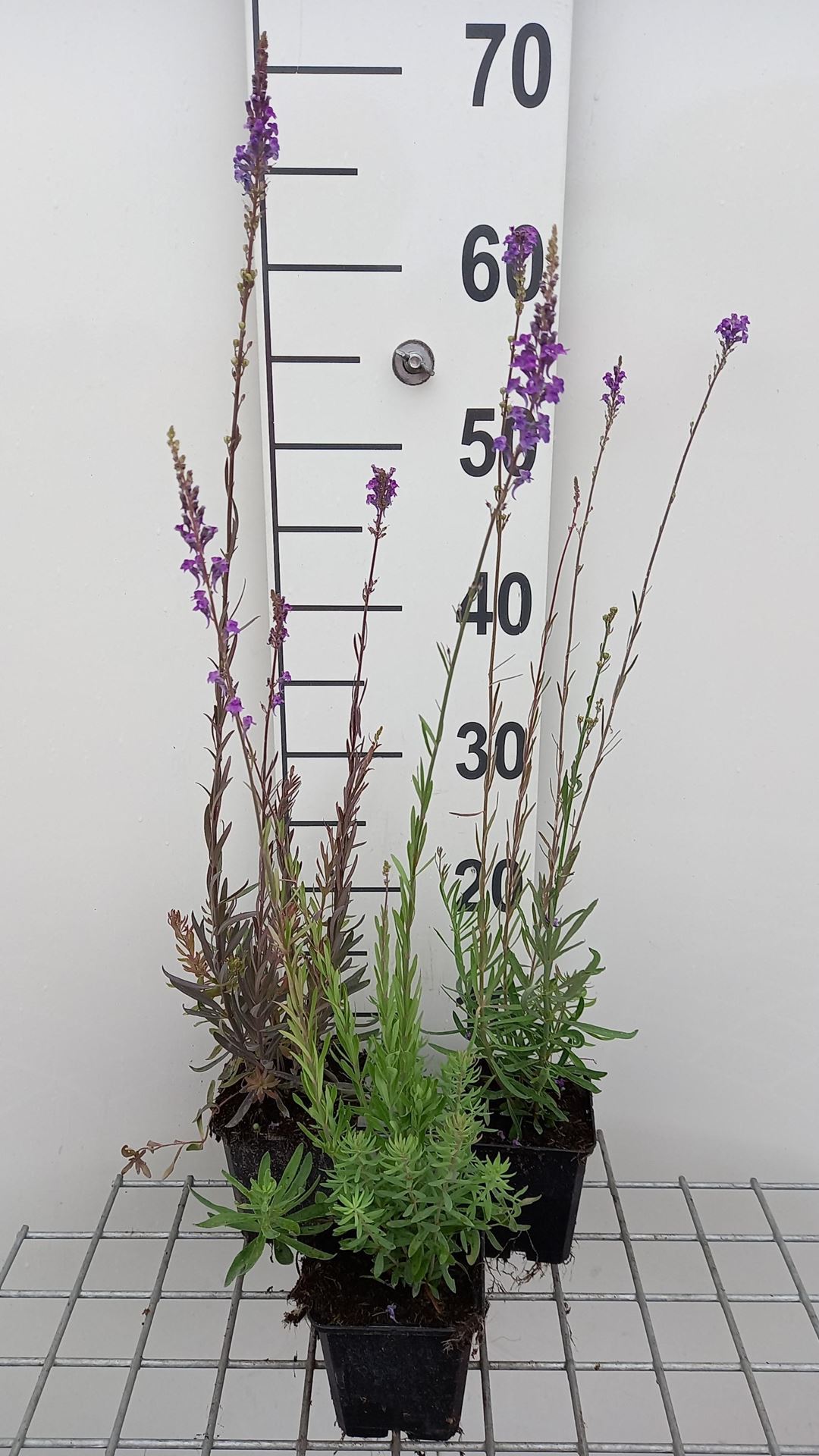Linaria purpurea - pot 9x9 cm afbeelding