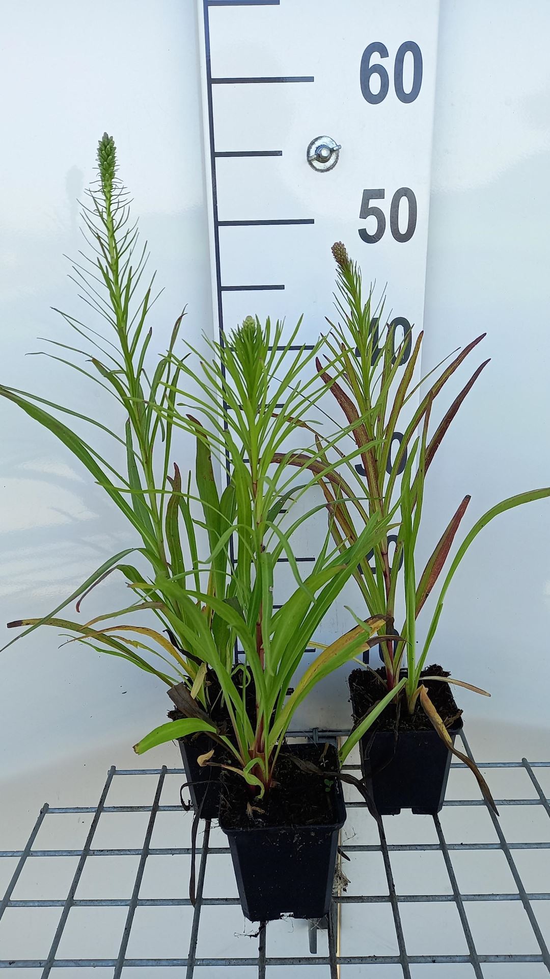 Liatris spicata'Floristan Violett'- pot 9x9 cm - afbeelding
