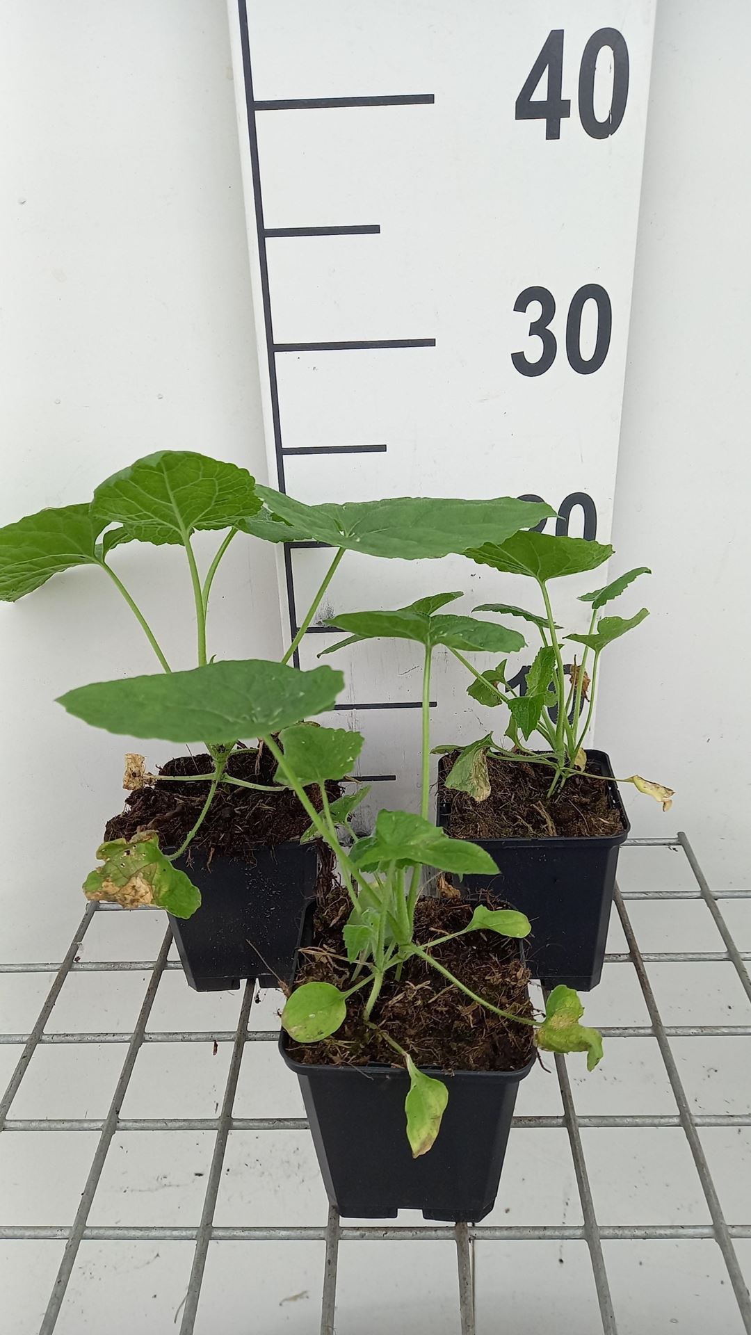 Lunaria annua 'Albiflora' - pot 9x9 cm