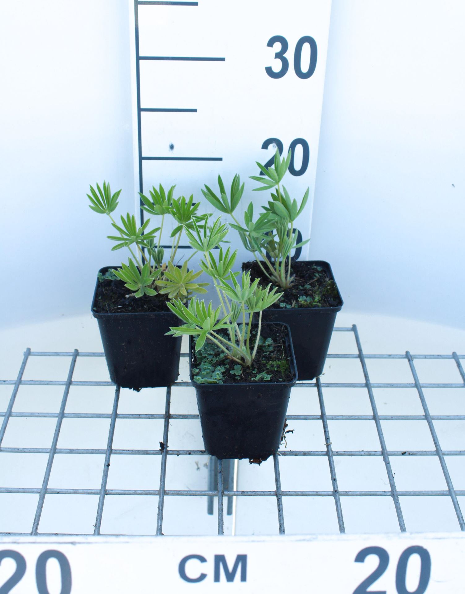 Lupinus'Gallery White'- pot 9x9 cm afbeelding