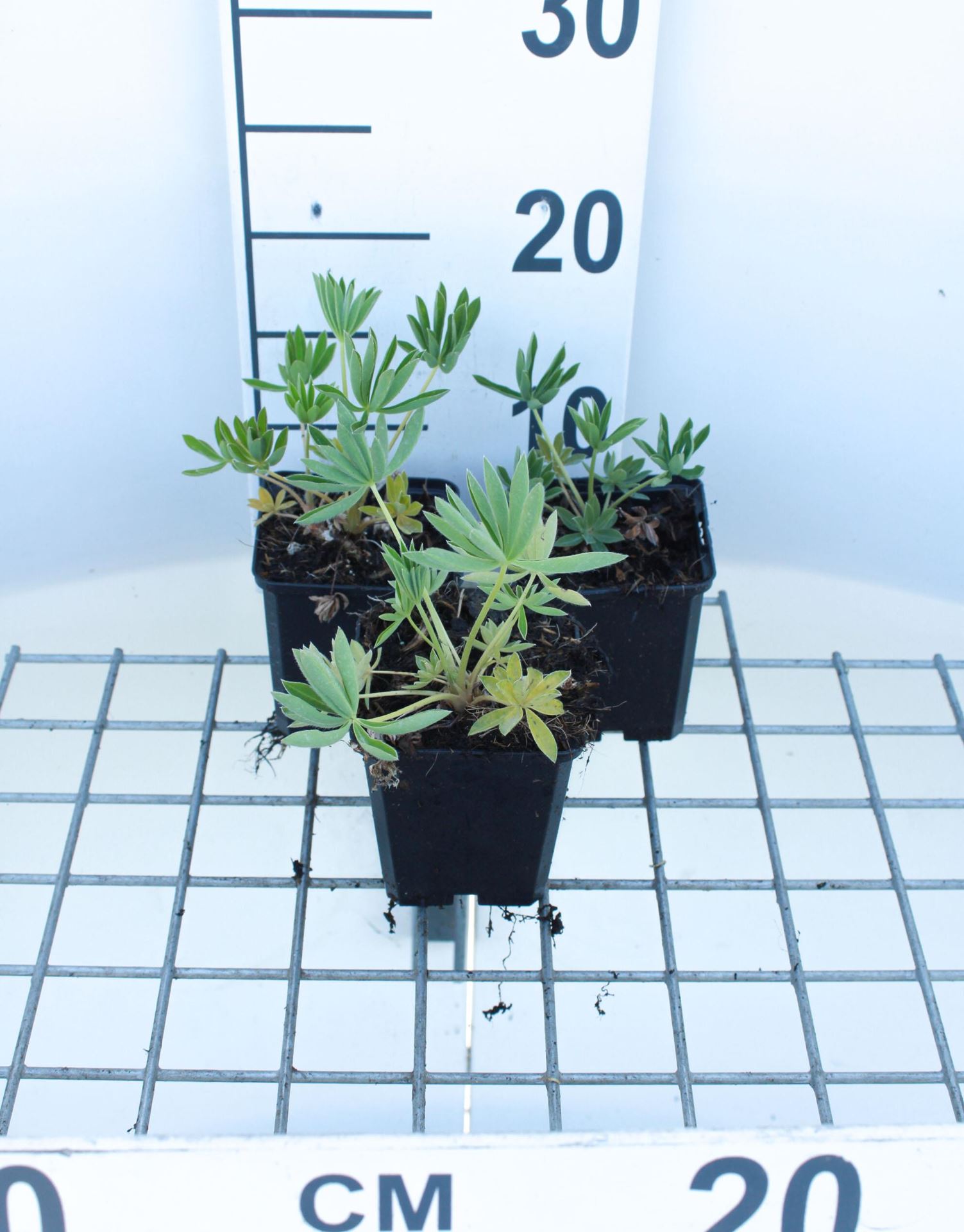 Lupinus'Gallery Yellow'- pot 9x9 cm afbeelding