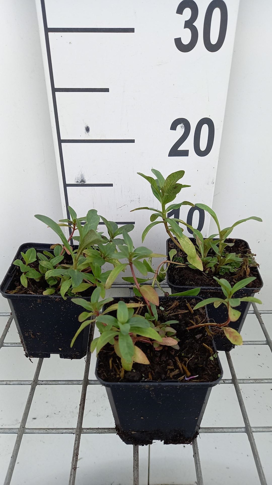 Lysimachia ephemerum - pot 9x9 cm afbeelding