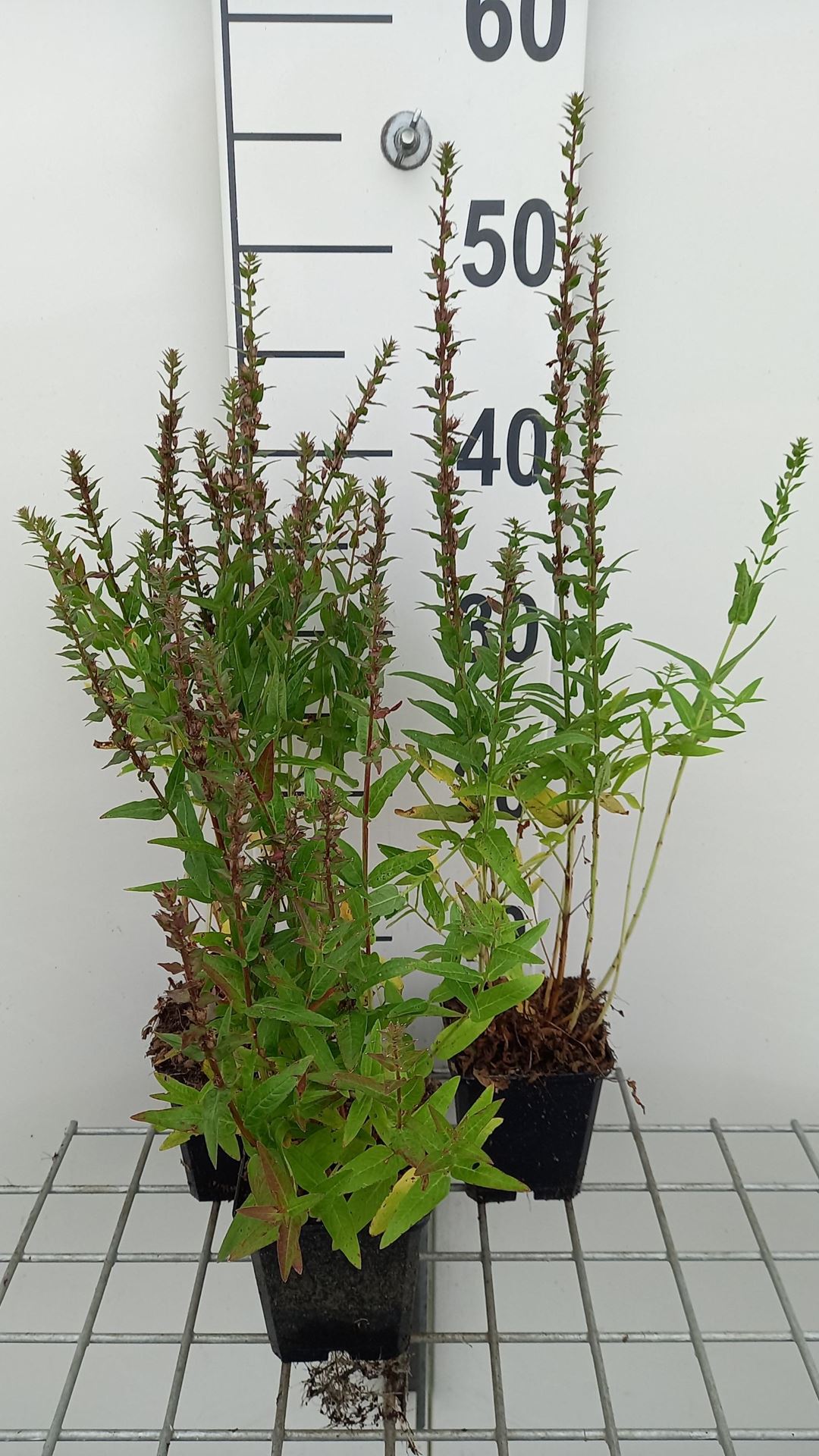 Lythrum salicaria'Robin'- pot 9x9 cm afbeelding
