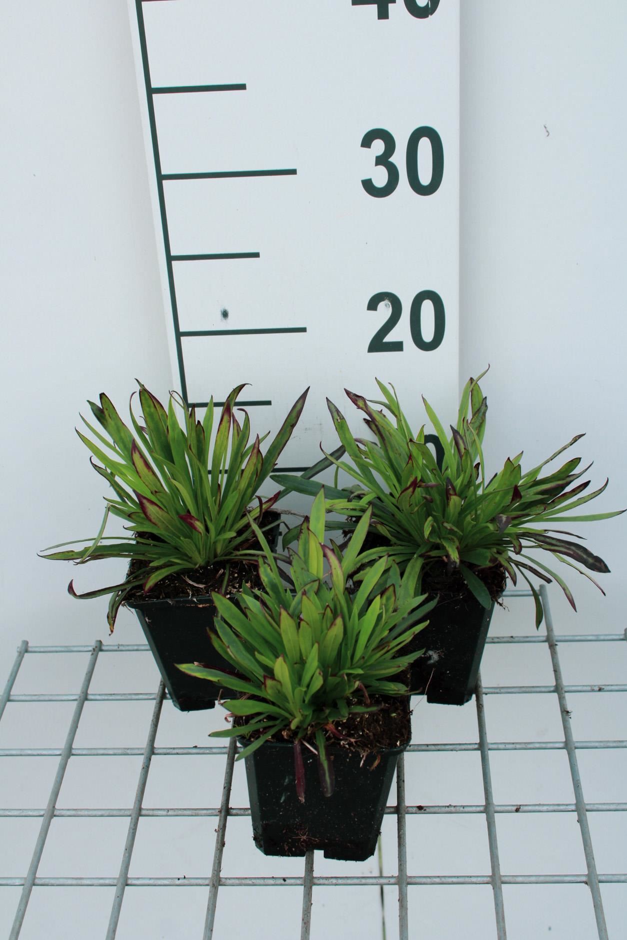 Lychnis alpina'Plena'- pot 9x9 cm afbeelding