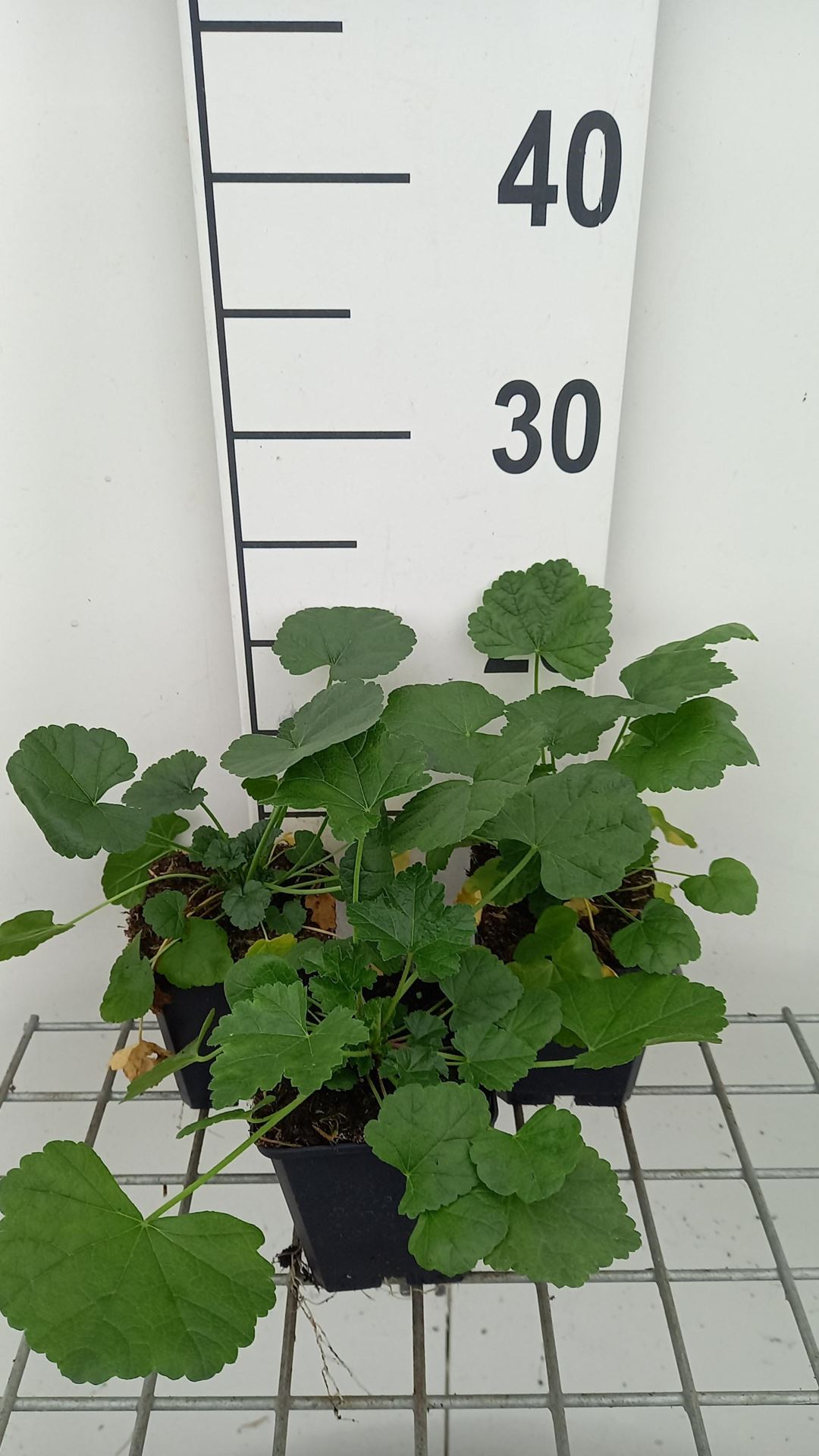 Malva alcea'Fastigiata'- pot 9x9 cm afbeelding