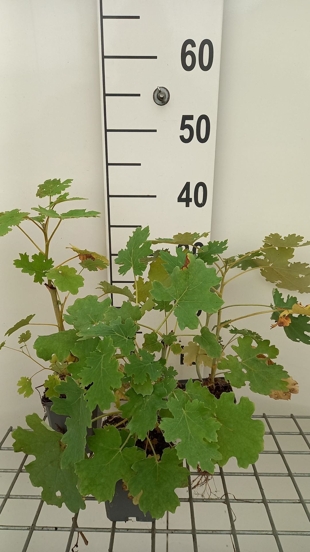 Macleaya cordata - pot 9x9 cm afbeelding